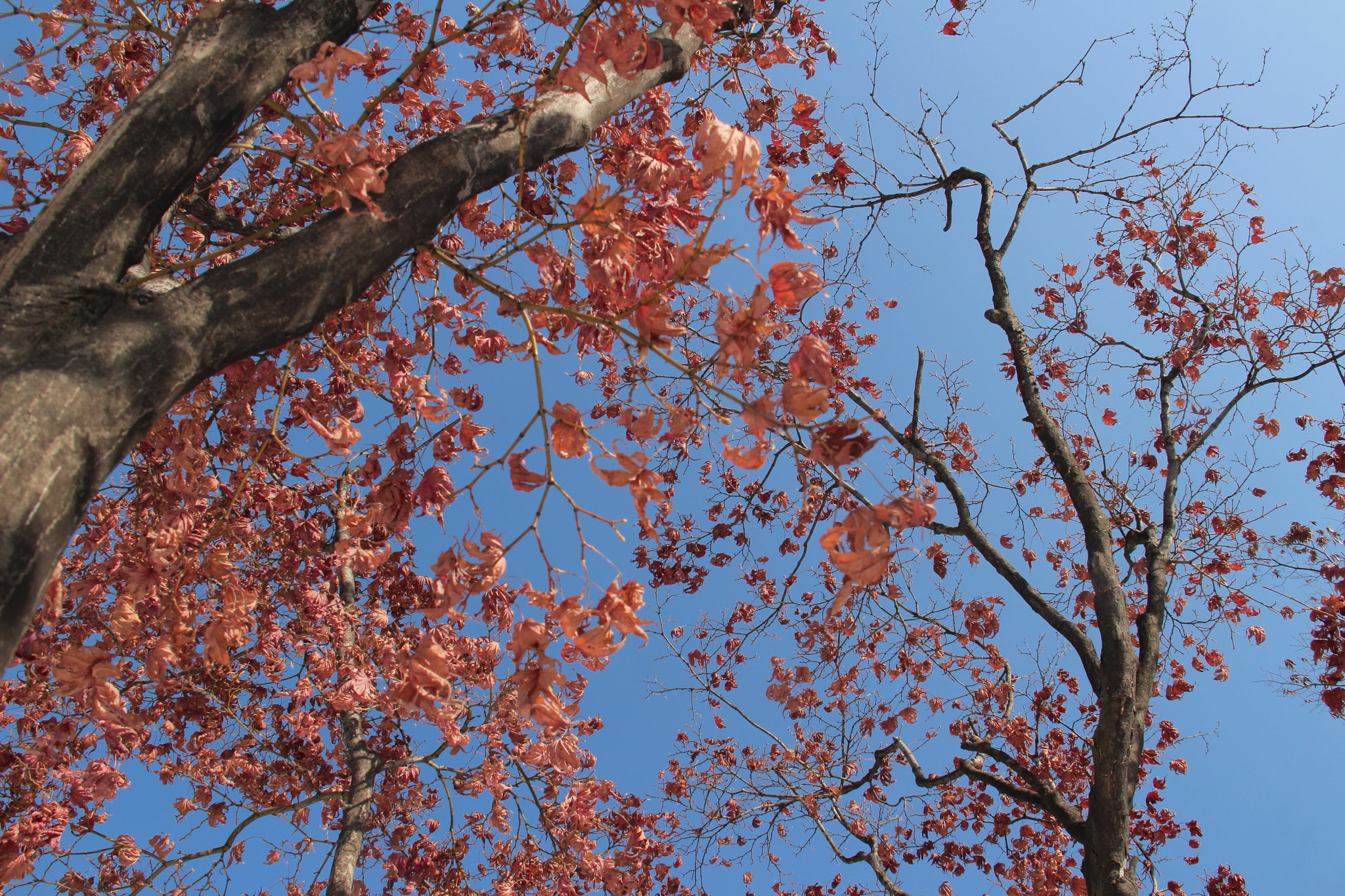 Canon EF-S 18-200mm F3.5-5.6 IS sample photo. 시들은낙엽과   하늘의  만남     ```예뻐요 photography