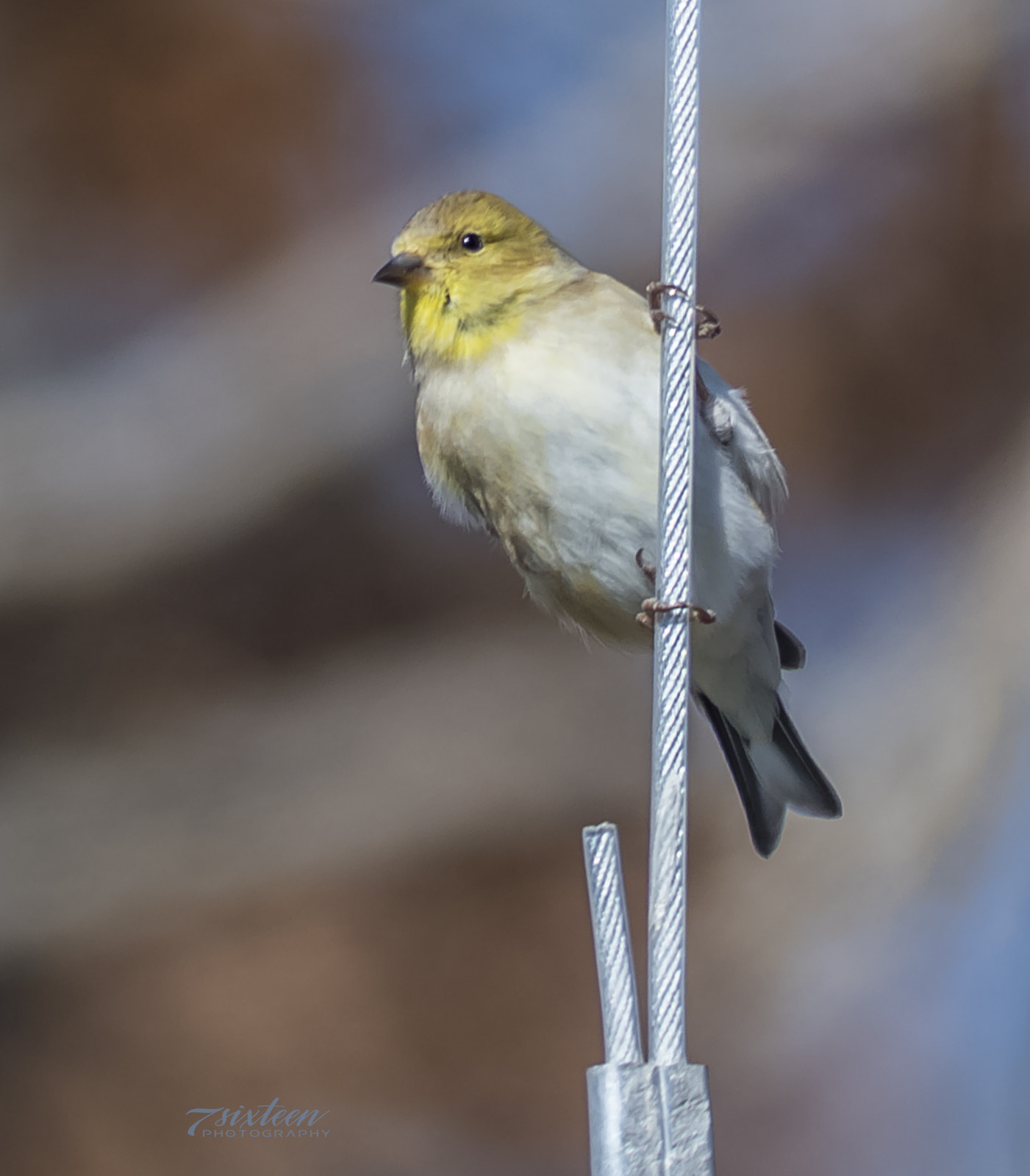 Nikon D500 + Nikon AF-S Nikkor 300mm F4D ED-IF sample photo. Hanging around photography
