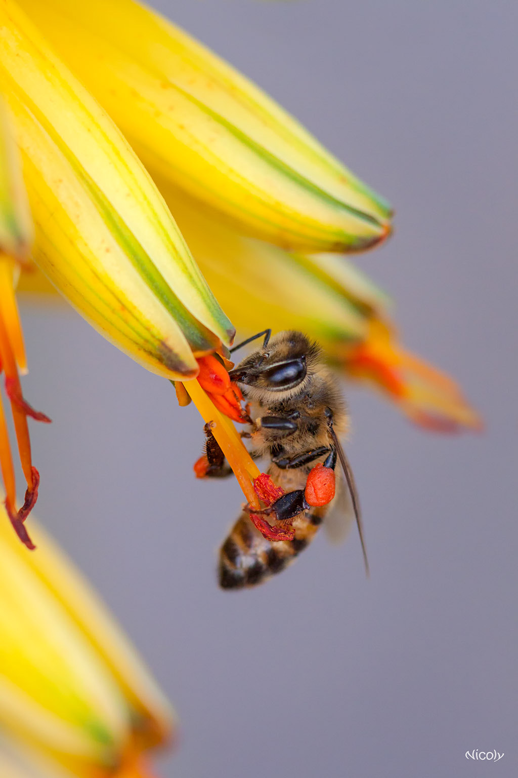 Canon EF 100mm F2.8 Macro USM sample photo. Abeja polinizando photography