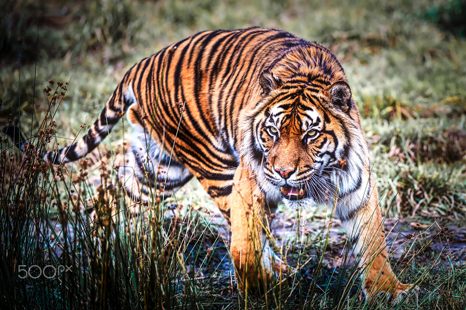 Nikon AF-S Nikkor 200-400mm F4G ED-IF VR sample photo. Nice kitty photography