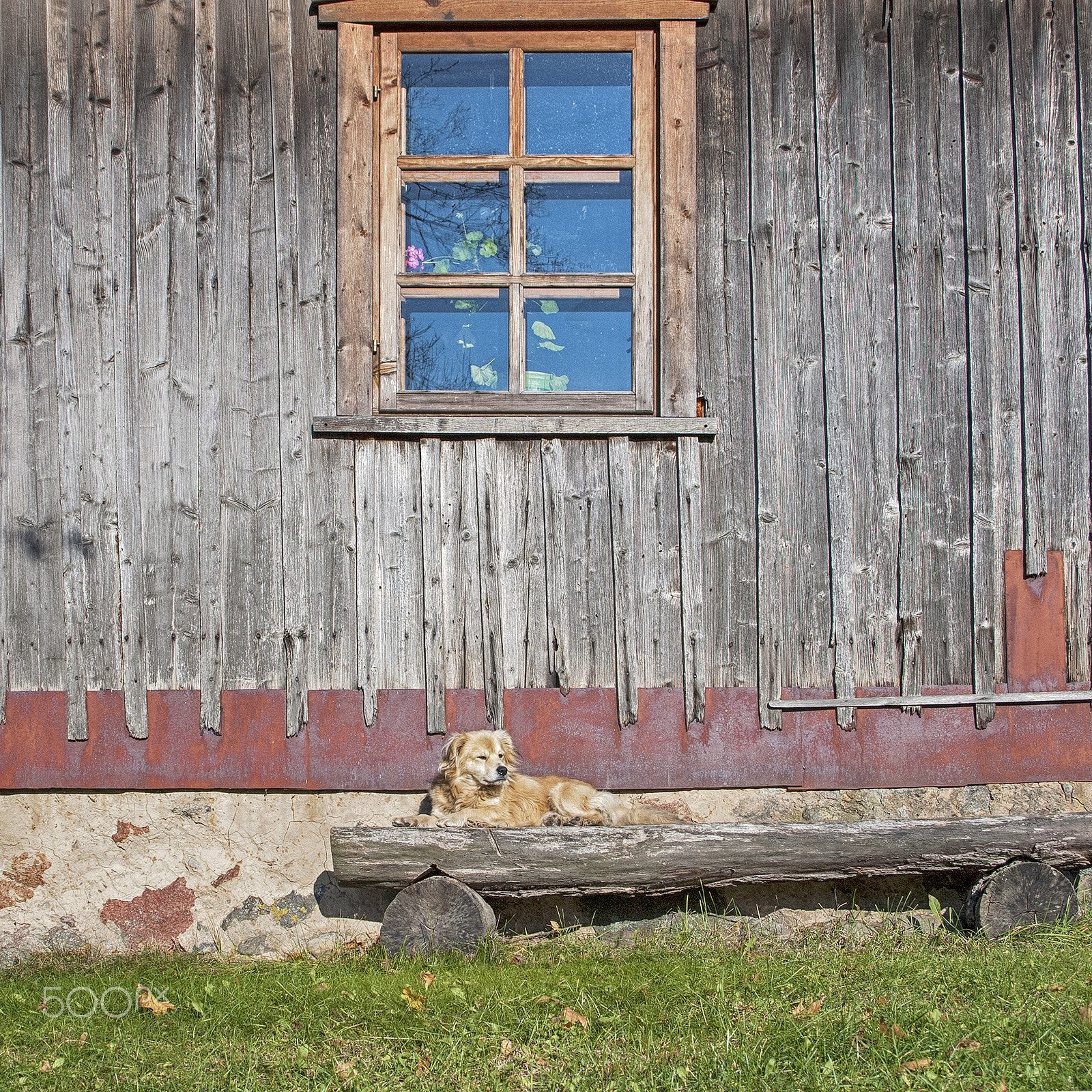 Nikon D80 sample photo. Dog on the bench photography