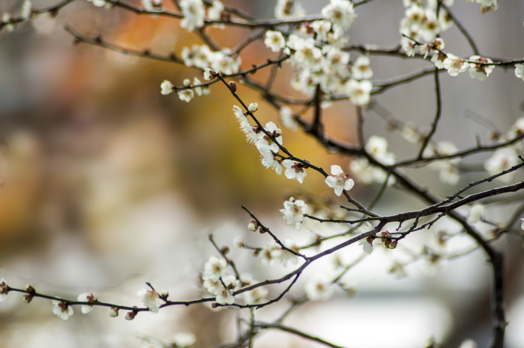 Nikon D70 sample photo. Plum photography