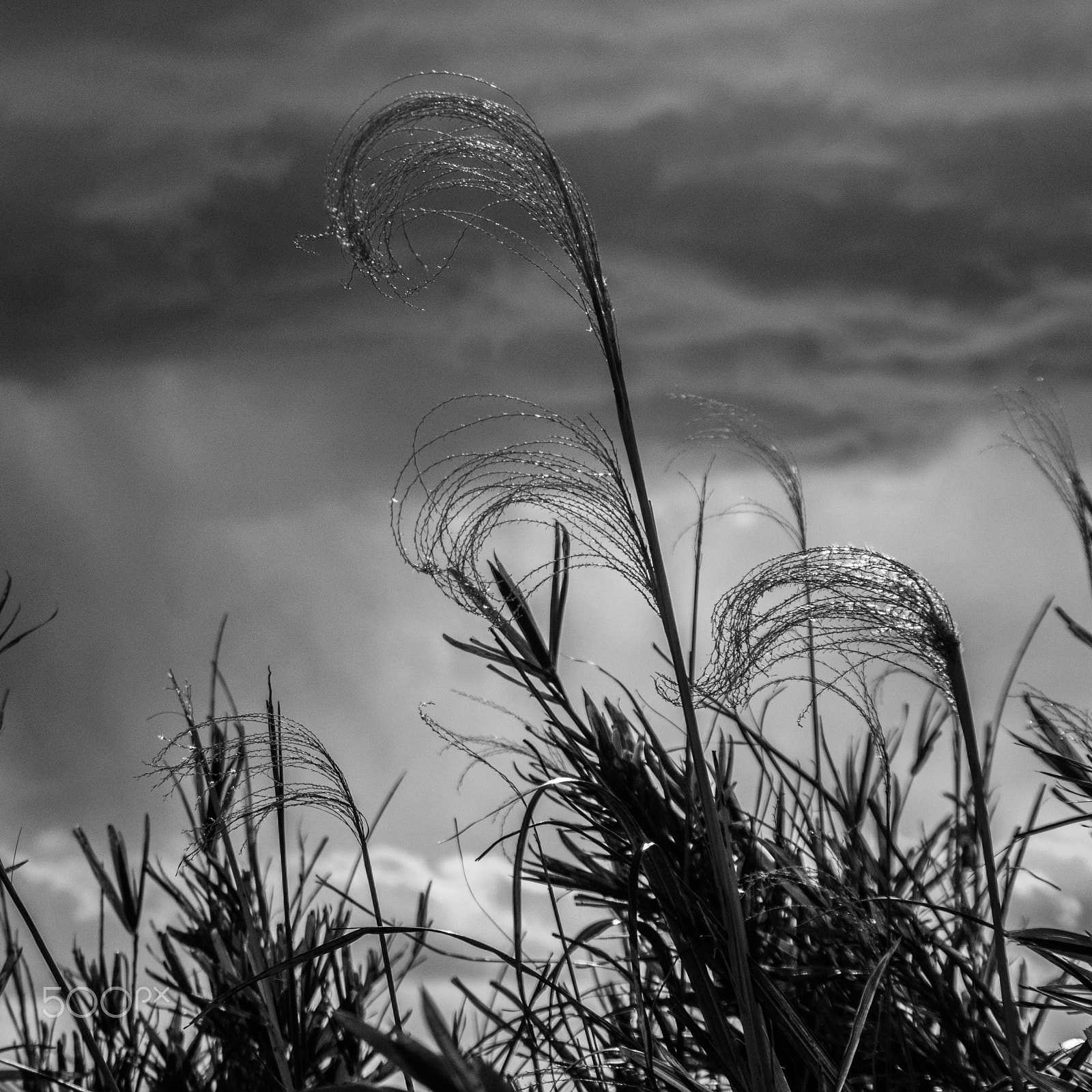 Pentax K-3 sample photo. Silver grass photography