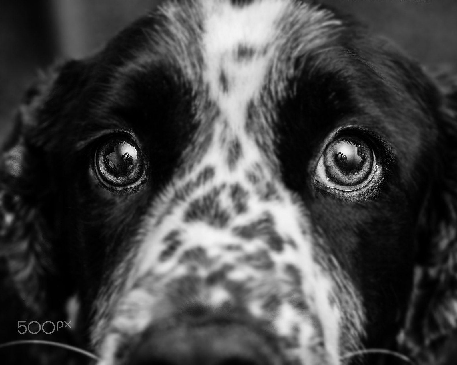 Olympus M.Zuiko Digital ED 60mm F2.8 Macro sample photo. Monochrome stare photography