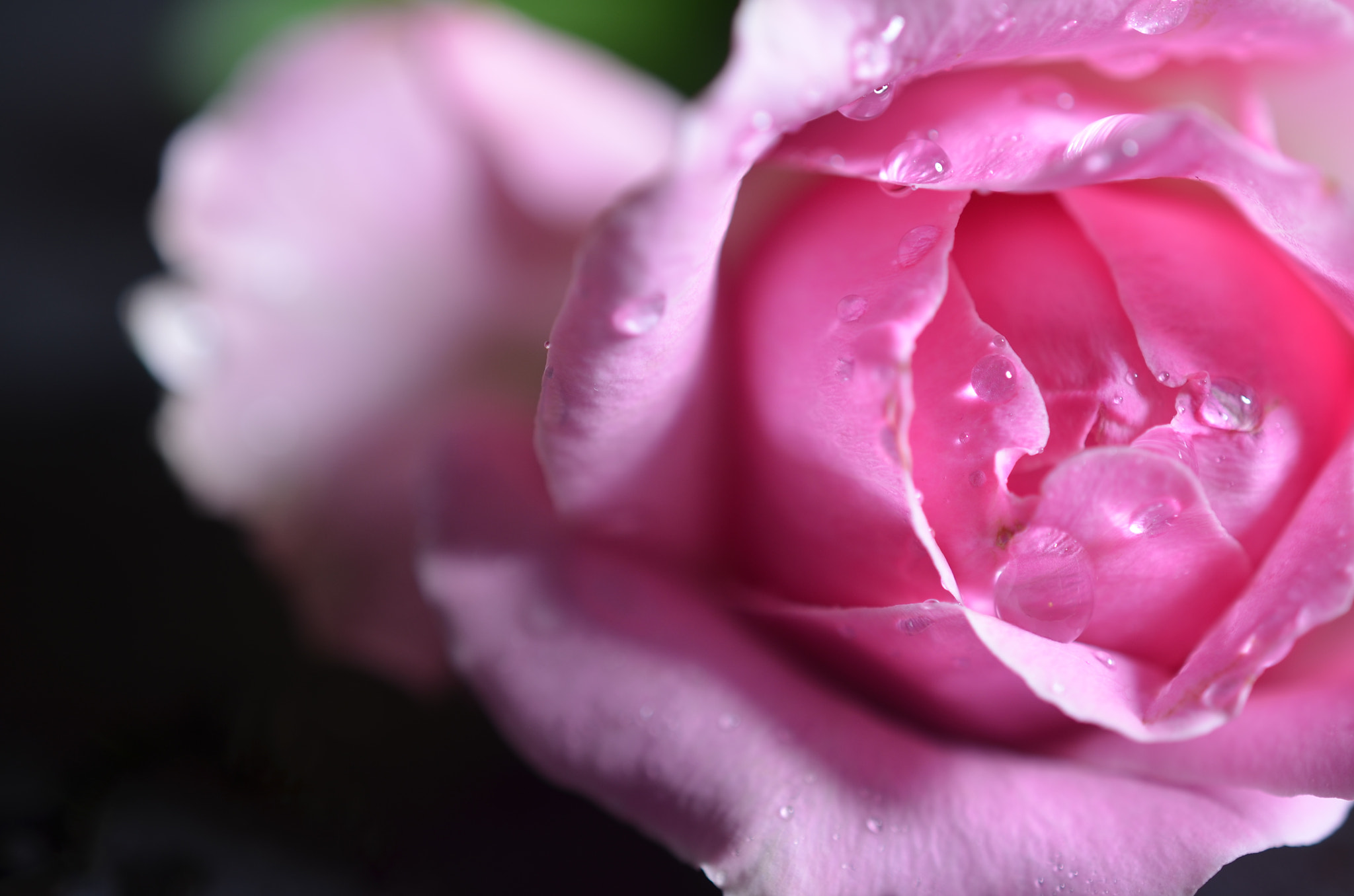 Nikon AF-S DX Micro Nikkor 40mm F2.8 sample photo. Water on petals photography