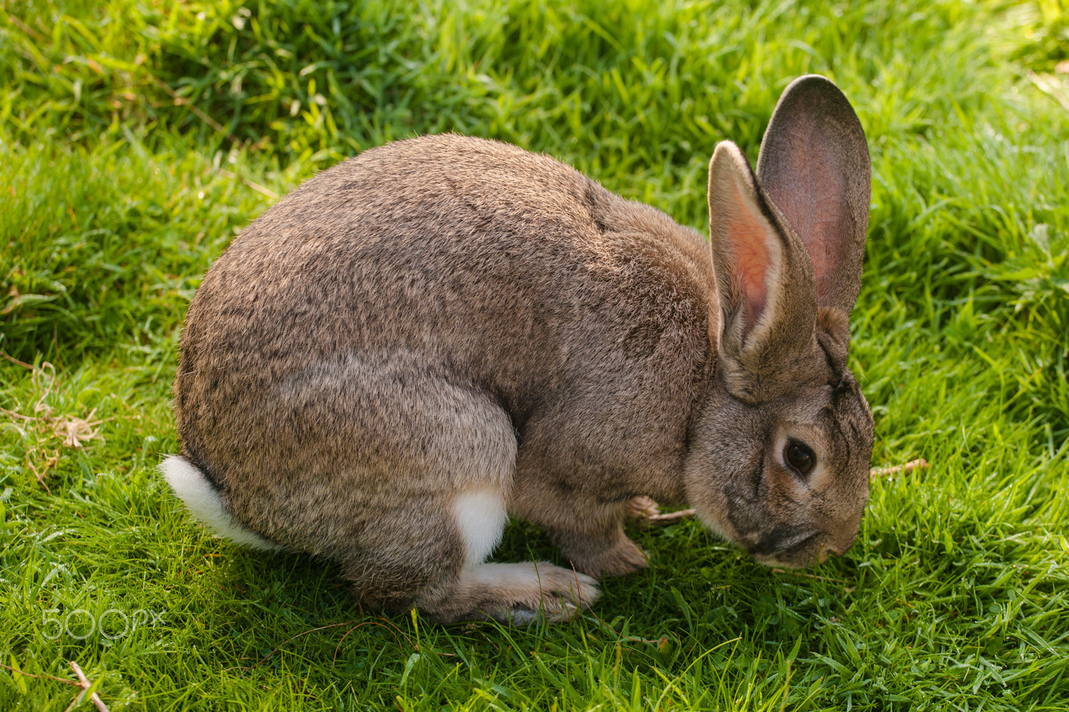 Canon EOS-1Ds Mark II sample photo. Rabbit photography