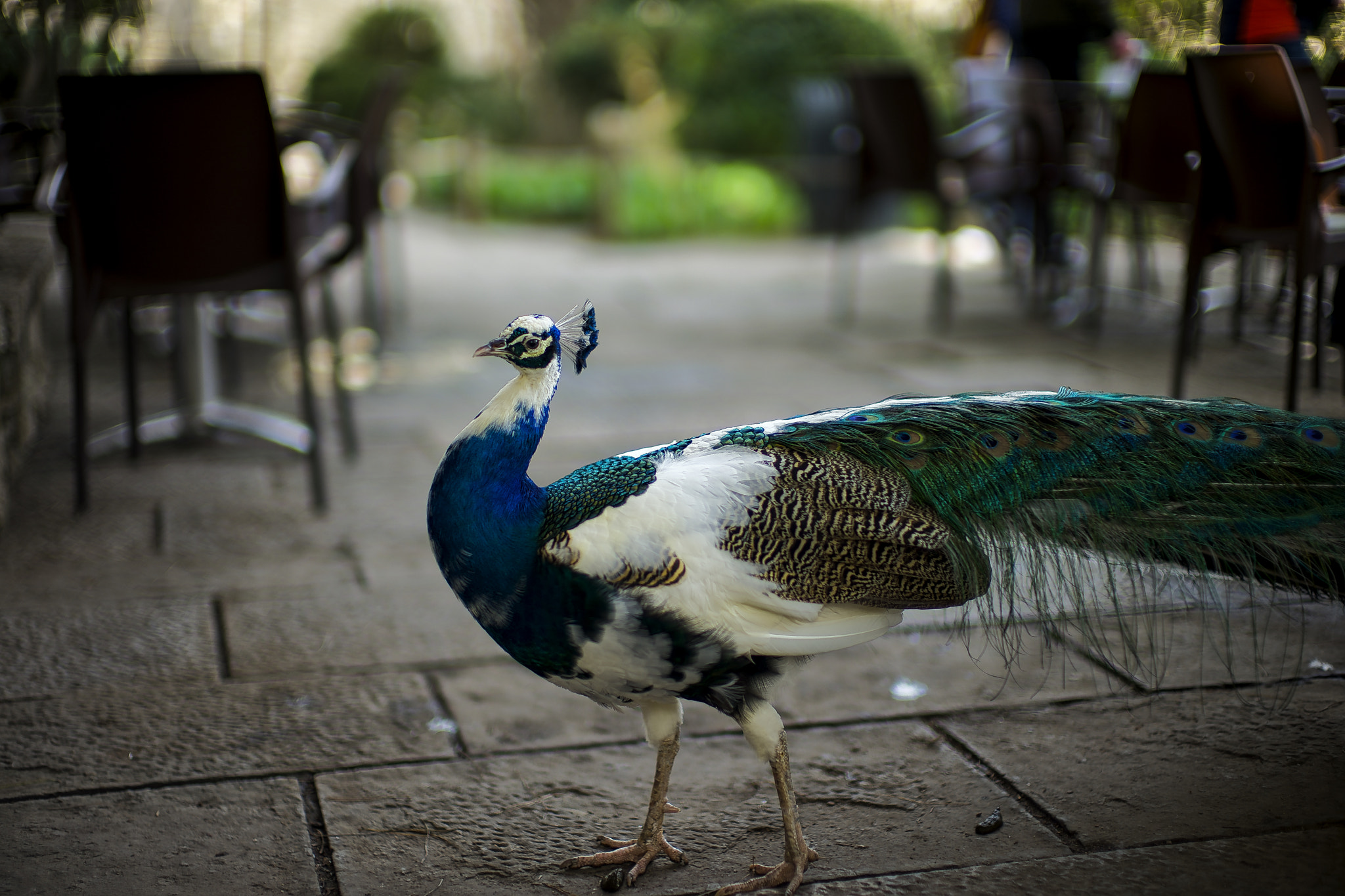 Leica Noctilux-M 50mm F0.95 ASPH sample photo. Match me if you can photography
