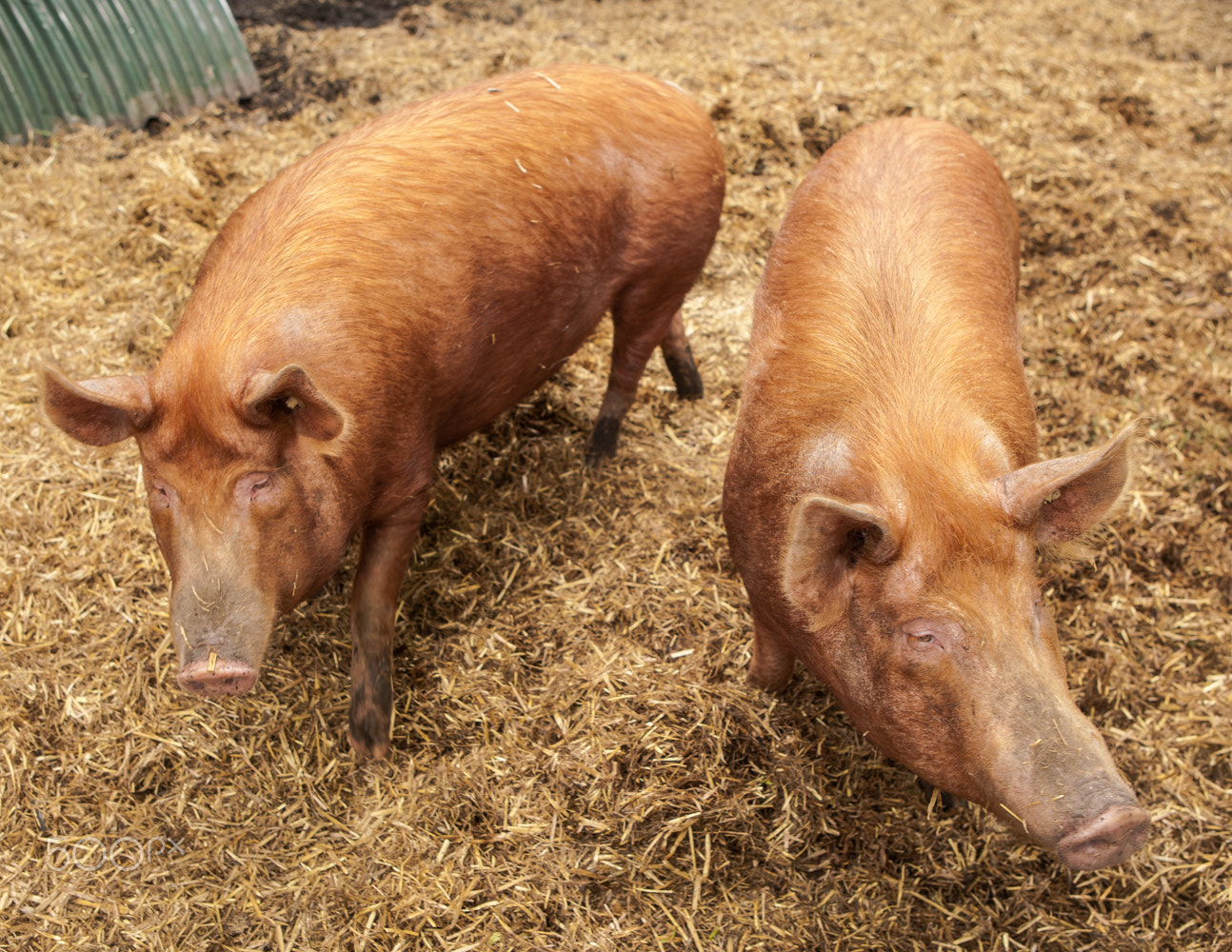 Canon EOS-1Ds Mark II sample photo. Pigs photography