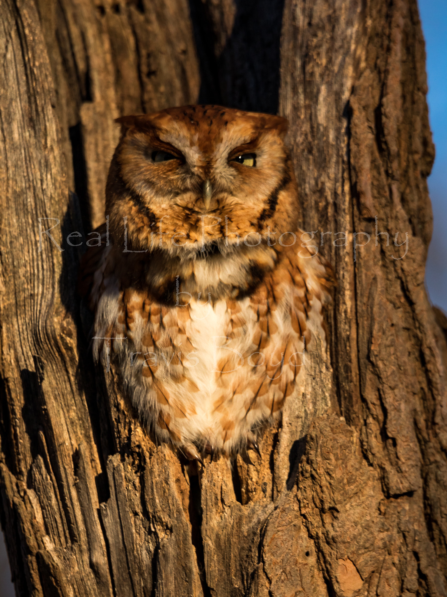 Canon EOS 750D (EOS Rebel T6i / EOS Kiss X8i) + 150-600mm F5-6.3 DG OS HSM | Sports 014 sample photo. Eastern screech owl in the morning light photography