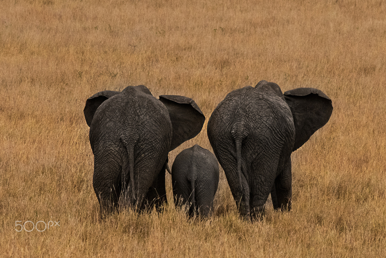 Nikon D810 + Nikon AF-S Nikkor 200-400mm F4G ED-IF VR sample photo. South end of a northbound elephant family photography