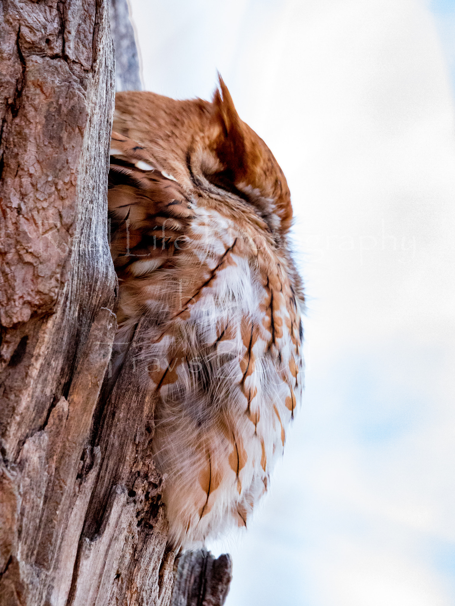 Canon EOS 750D (EOS Rebel T6i / EOS Kiss X8i) sample photo. Screech owl side view photography