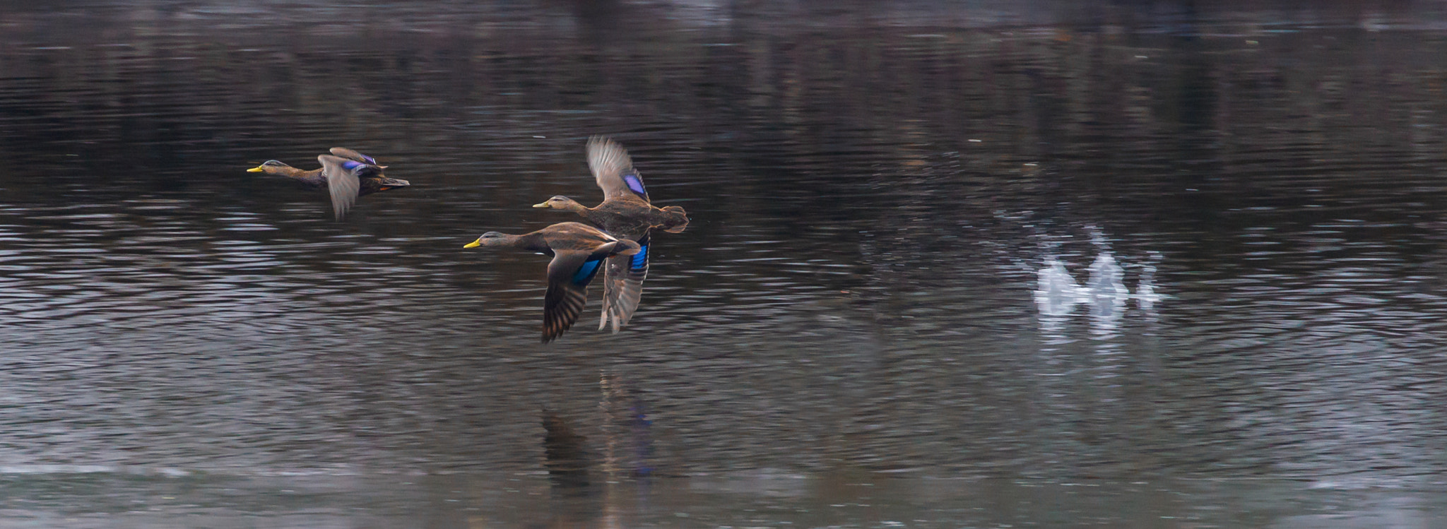 Canon EOS 550D (EOS Rebel T2i / EOS Kiss X4) + Canon EF 70-300mm F4-5.6L IS USM sample photo. Wood ducks lift off photography