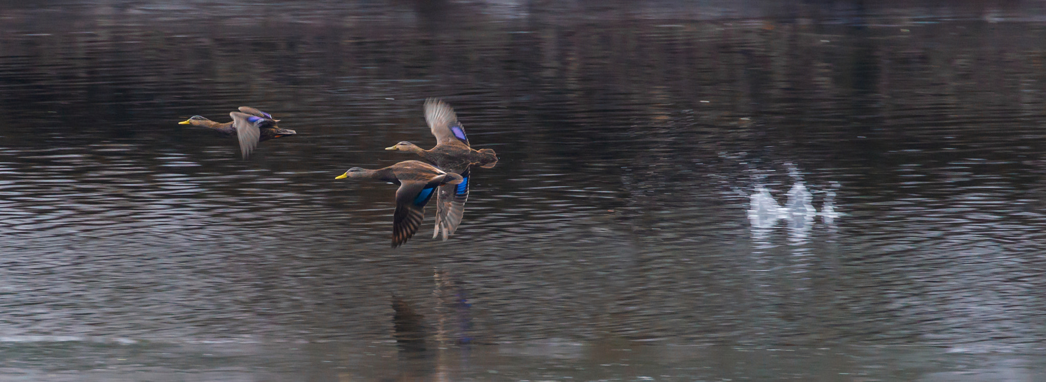Canon EF 70-300mm F4-5.6L IS USM sample photo. Wood ducks lift off photography