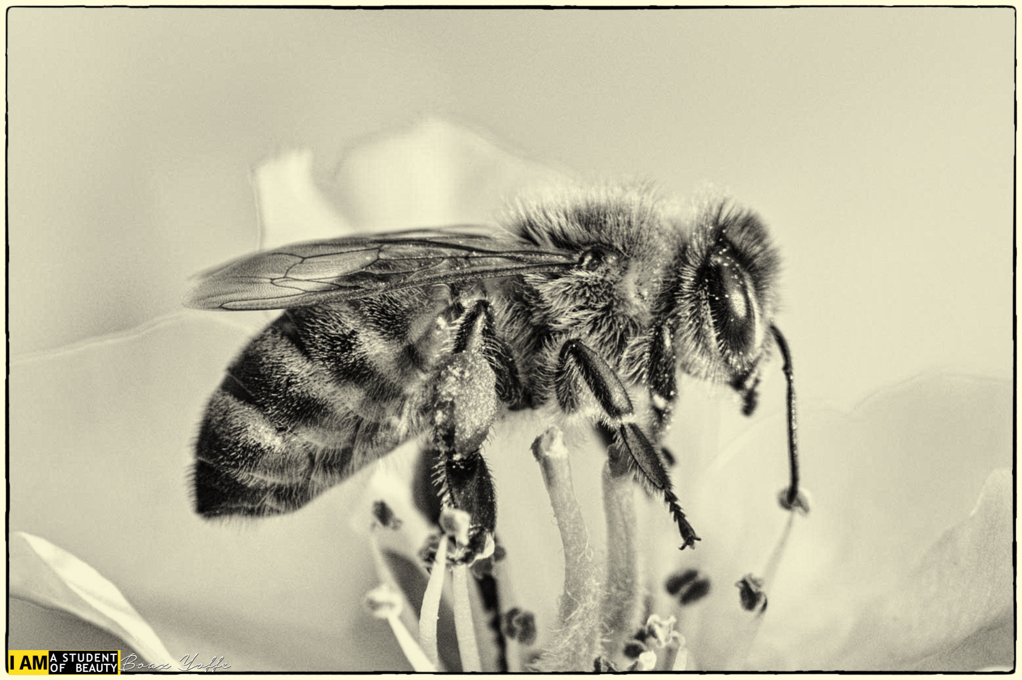 Nikon D7100 + Tokina AT-X Pro 100mm F2.8 Macro sample photo. Hairy little thing called bee, b&w photography