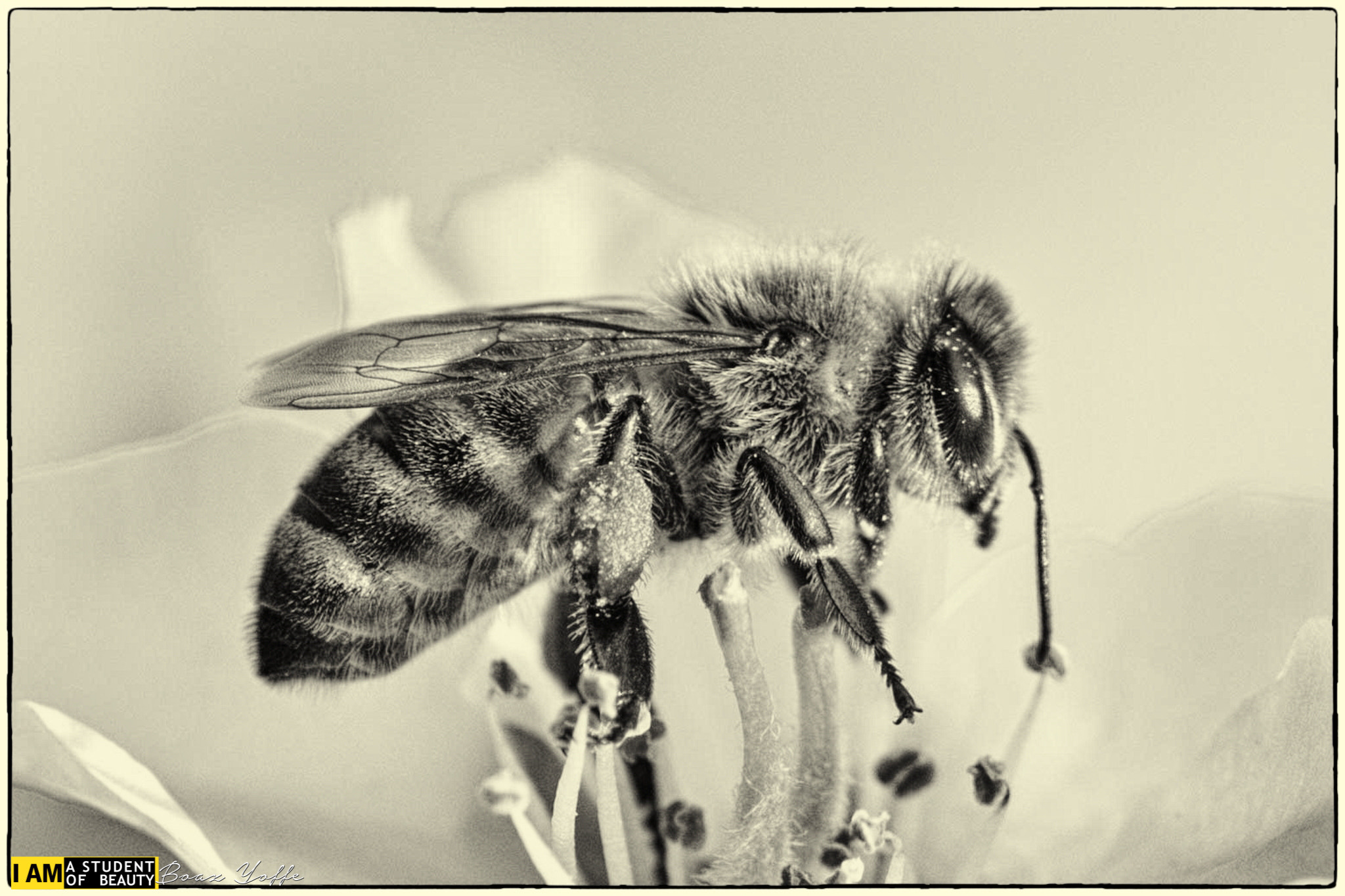 Tokina AT-X Pro 100mm F2.8 Macro sample photo. Hairy little thing called bee, b&w photography