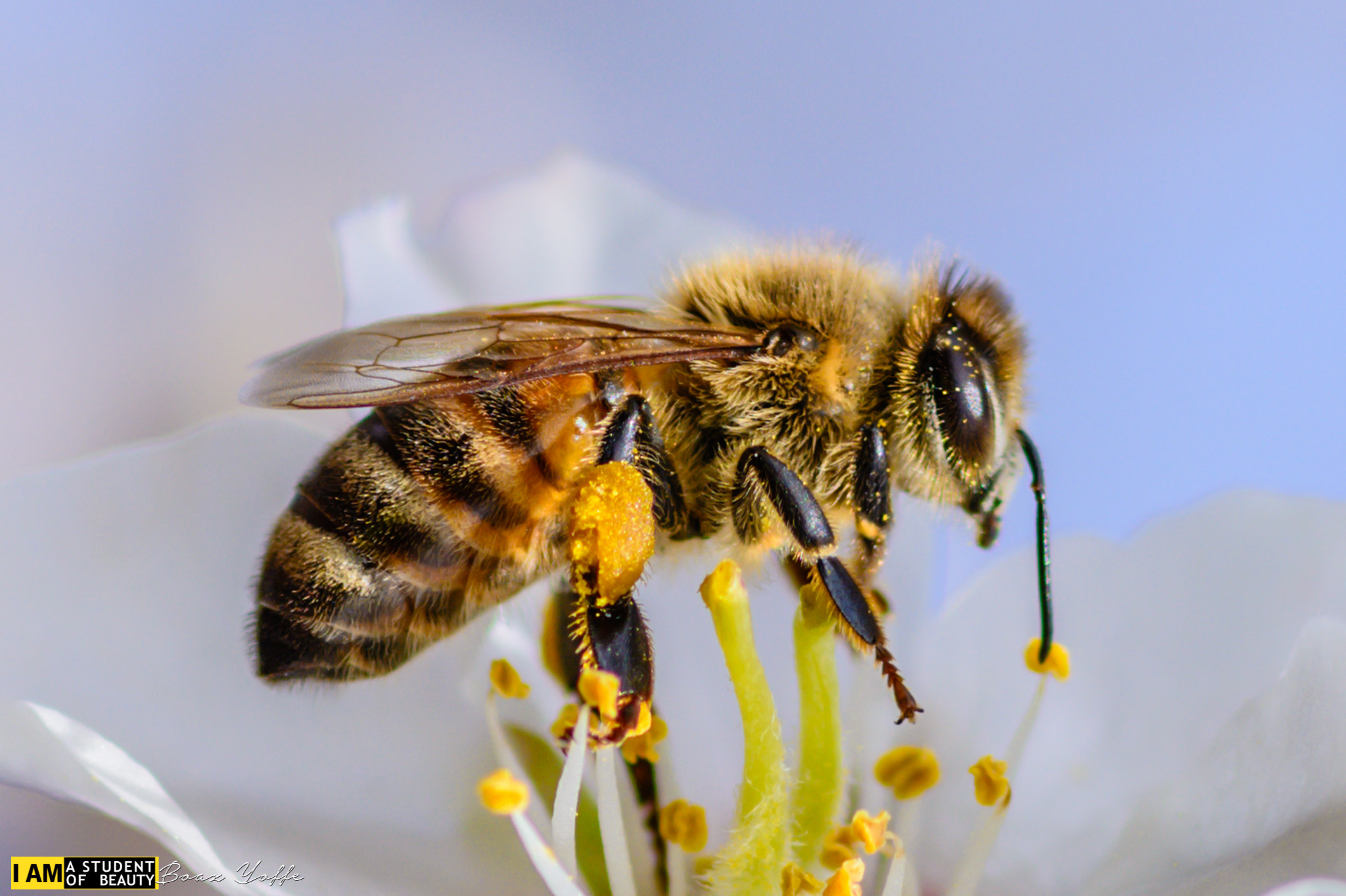 Nikon D7100 + Tokina AT-X Pro 100mm F2.8 Macro sample photo. Hairy little thing called bee photography