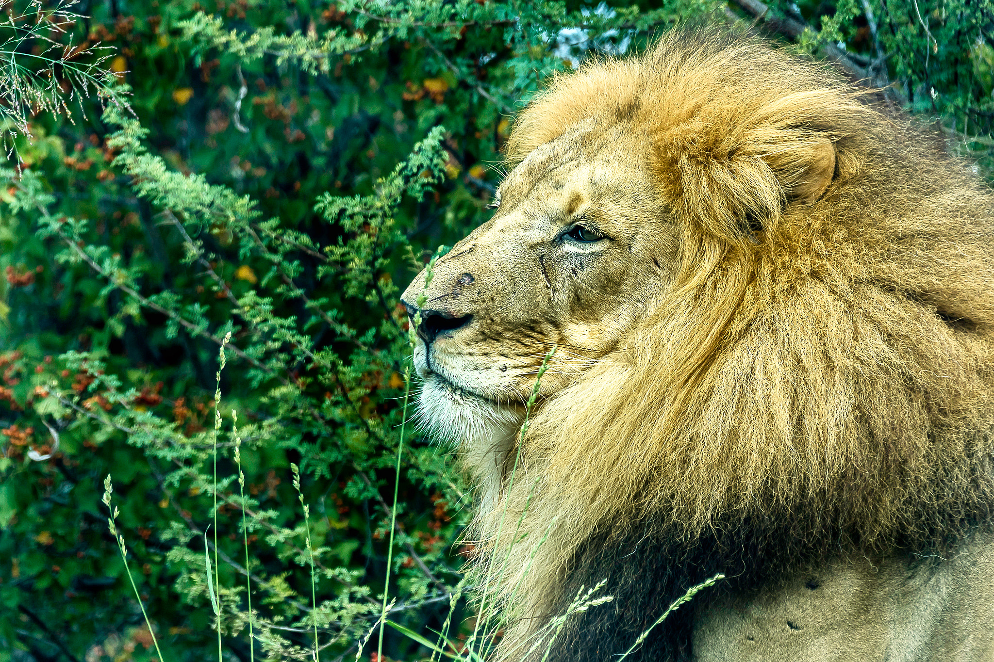 Sony 70-400mm F4-5.6 G SSM II sample photo. The king photography