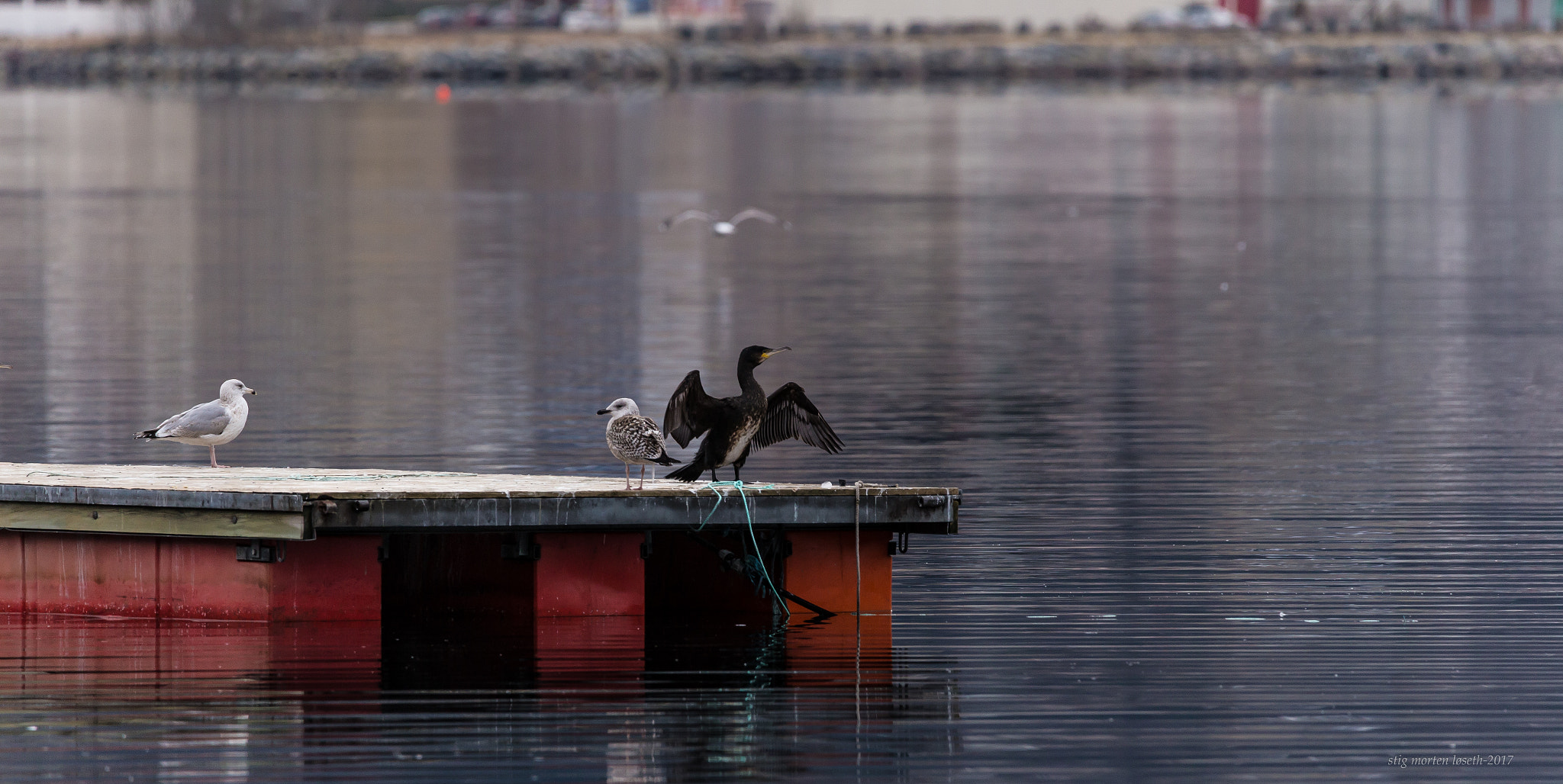 150-600mm F5-6.3 DG OS HSM | Contemporary 015 sample photo. Cormorant(skarv) photography