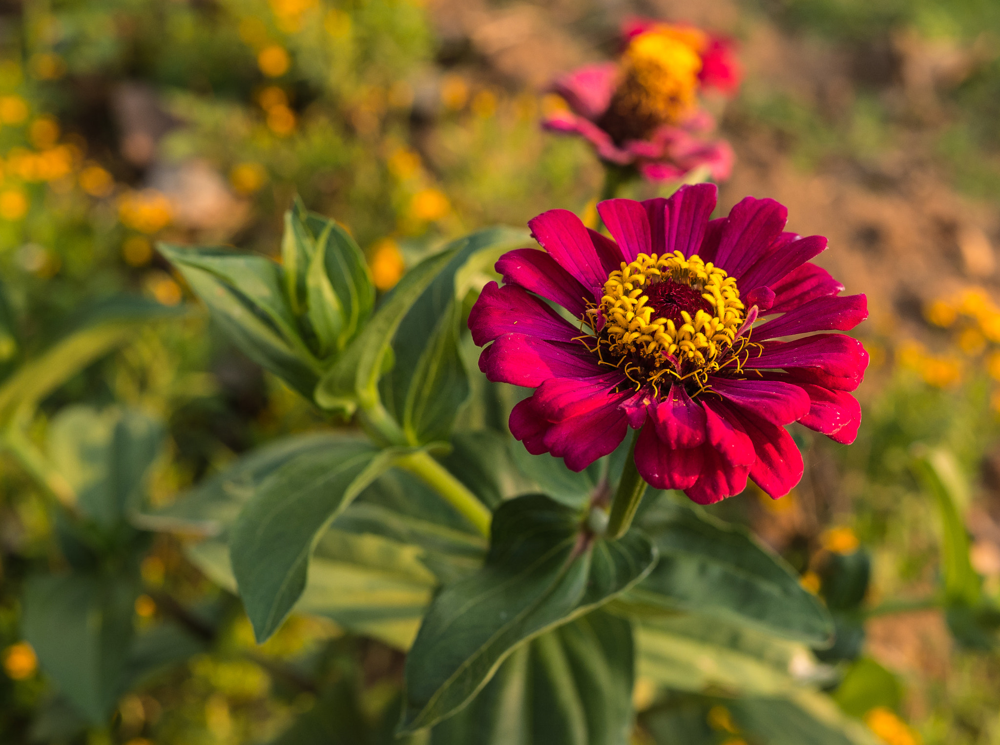 Olympus OM-D E-M1 Mark II + OLYMPUS M.25mm F1.2 sample photo. Olympus digital camera photography