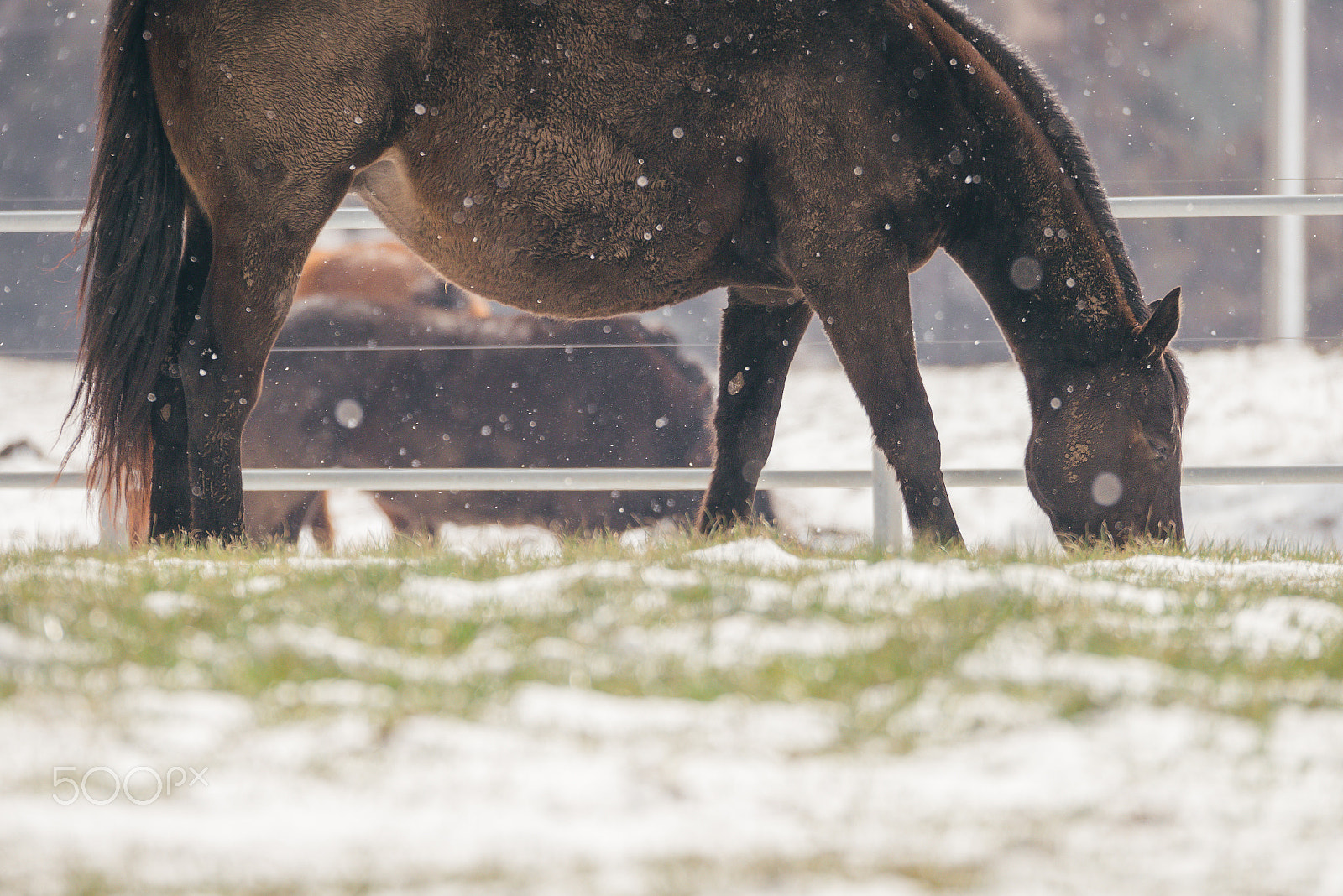 Nikon D810 sample photo. Snow and horse 2 photography