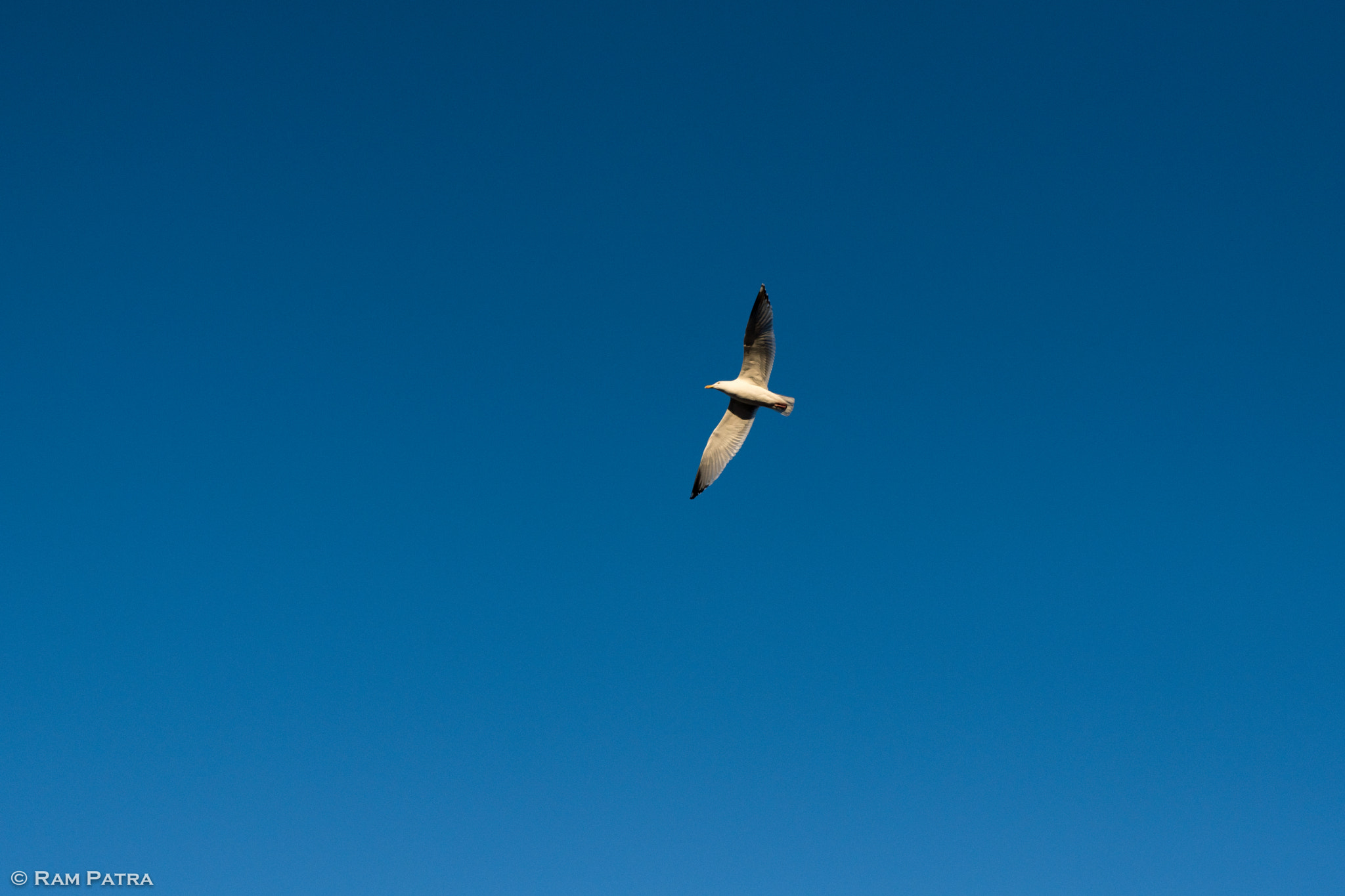 Nikon D5600 + Nikon AF-S Nikkor 50mm F1.4G sample photo. Set me free as a bird photography