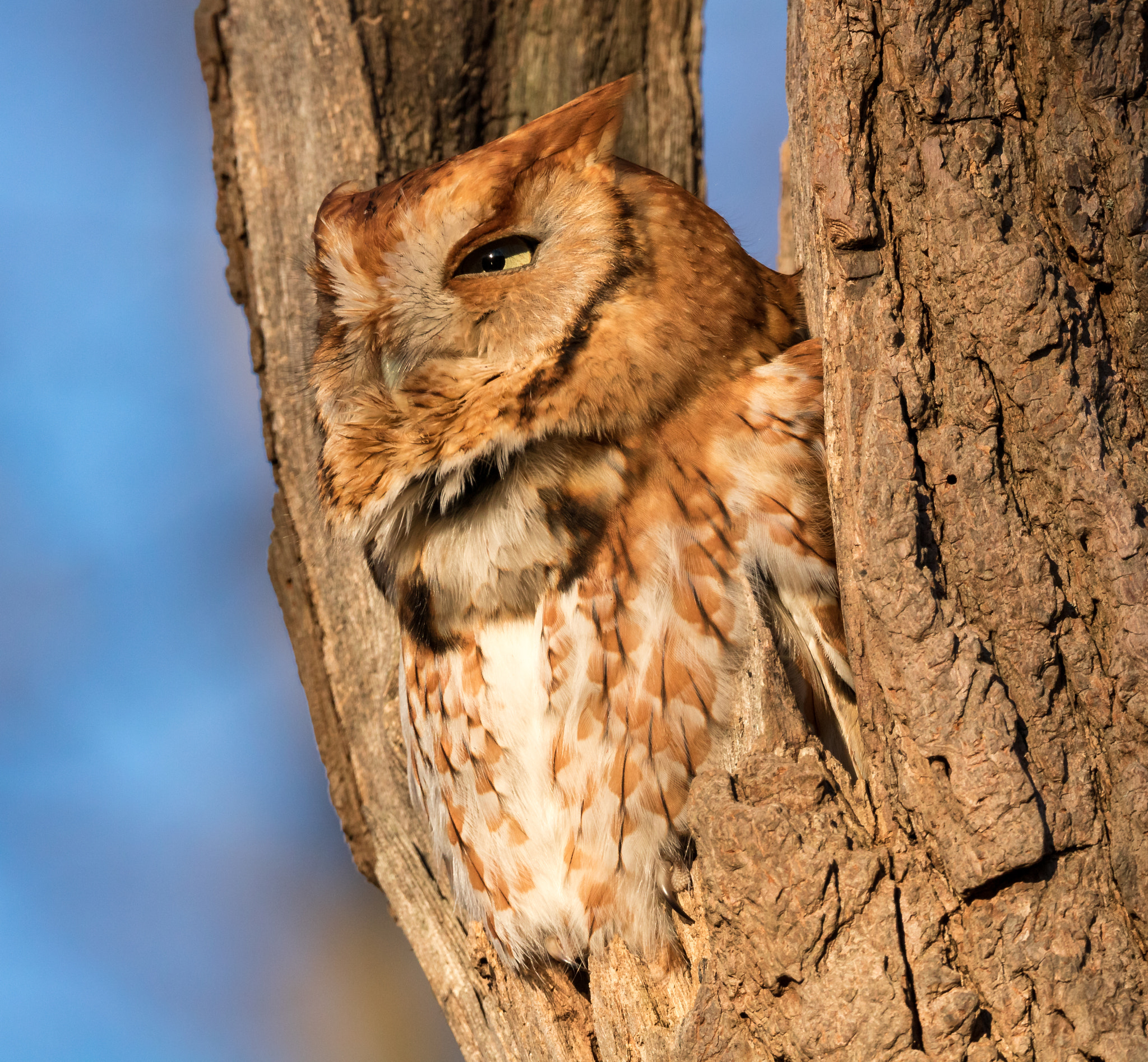 150-600mm F5-6.3 DG OS HSM | Sports 014 sample photo. Good morning screech photography