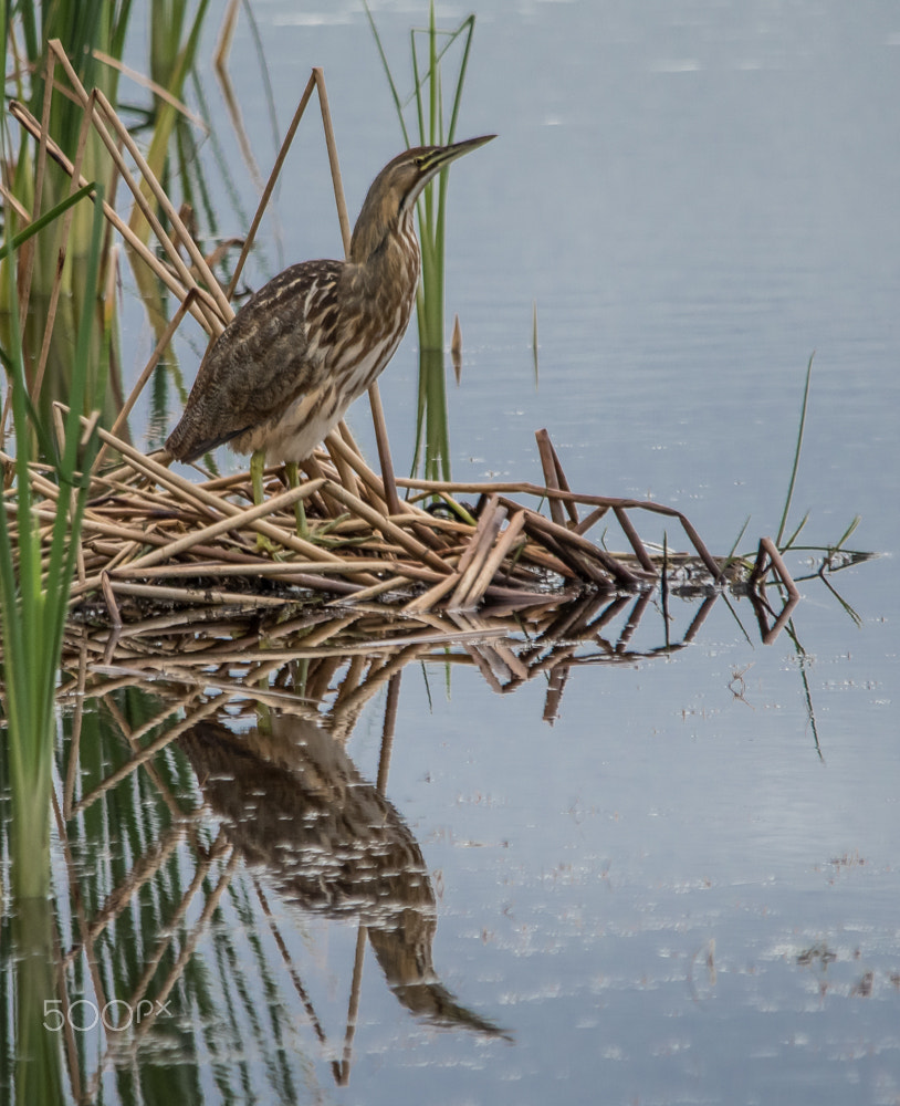 Sigma 150-500mm F5-6.3 DG OS HSM sample photo. American bittern photography