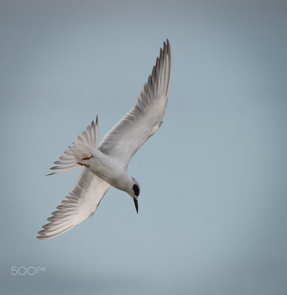 Sigma 150-500mm F5-6.3 DG OS HSM sample photo. Tern flight photography