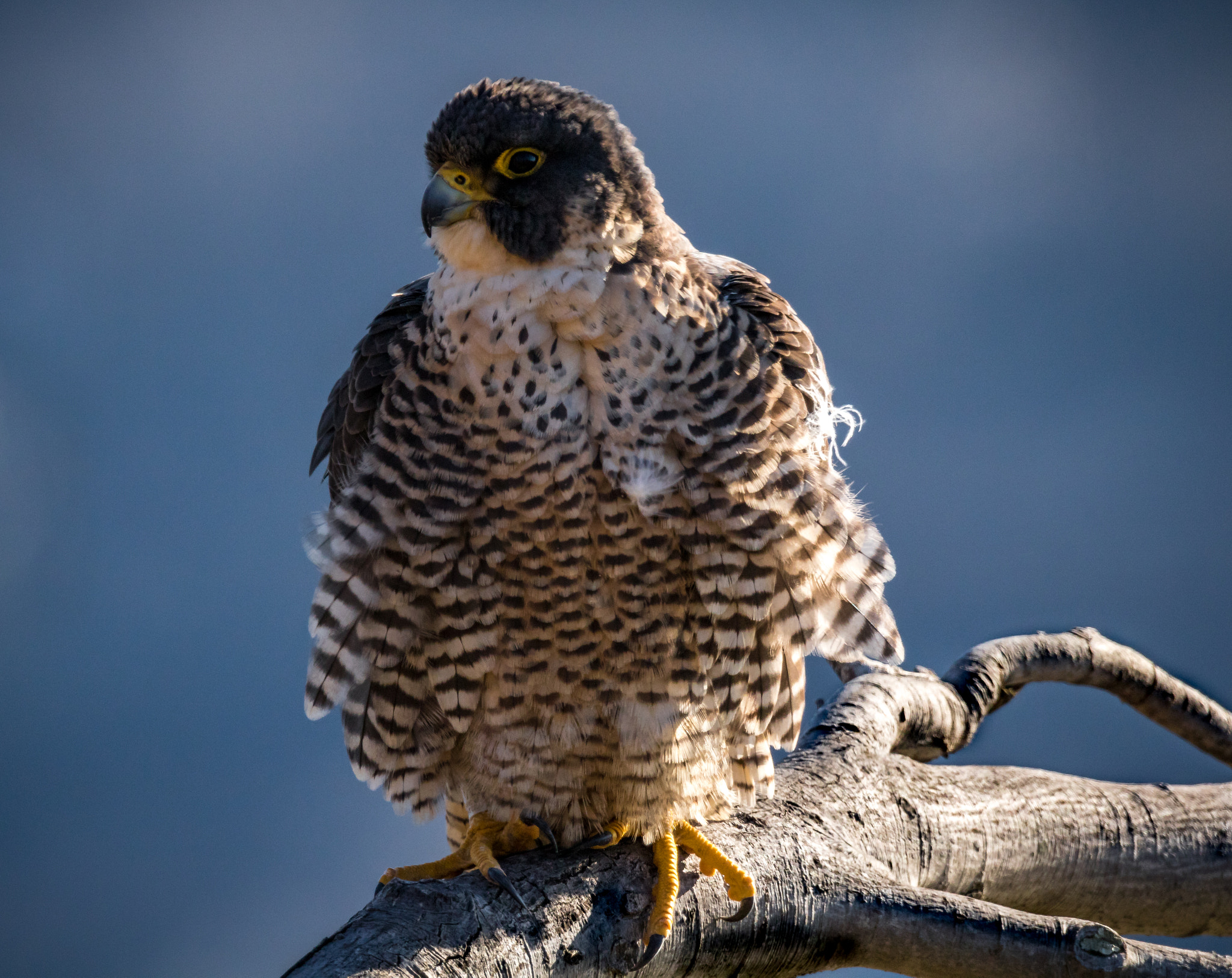 150-600mm F5-6.3 DG OS HSM | Sports 014 sample photo. Peregrine falcon photography