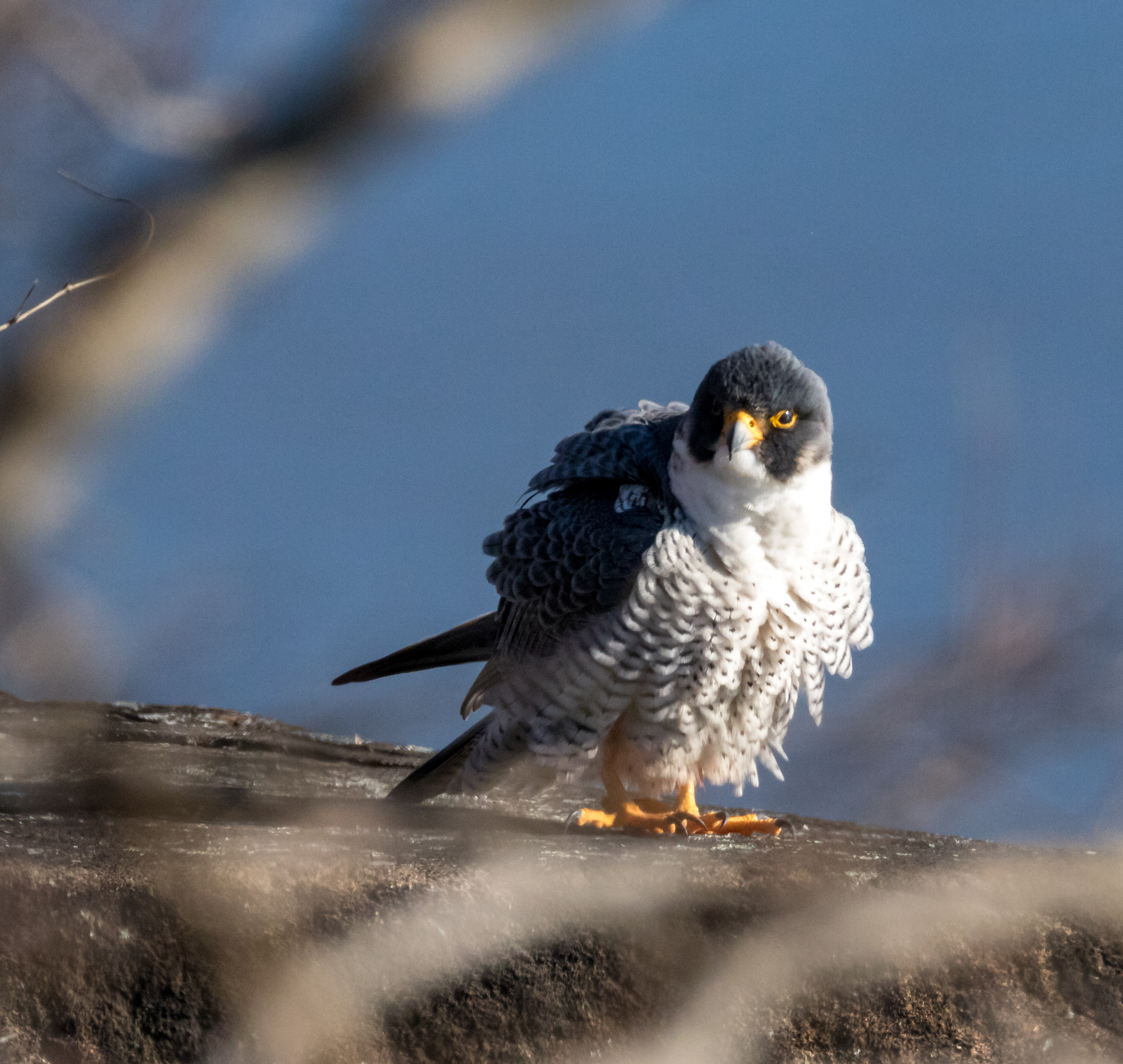 150-600mm F5-6.3 DG OS HSM | Sports 014 sample photo. Don't get my feathers in an uproar photography