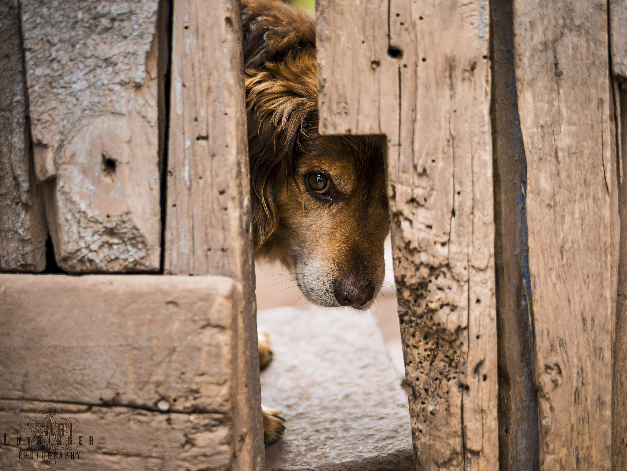 Panasonic Lumix DMC-G7 sample photo. Furry friend from cusco :) photography