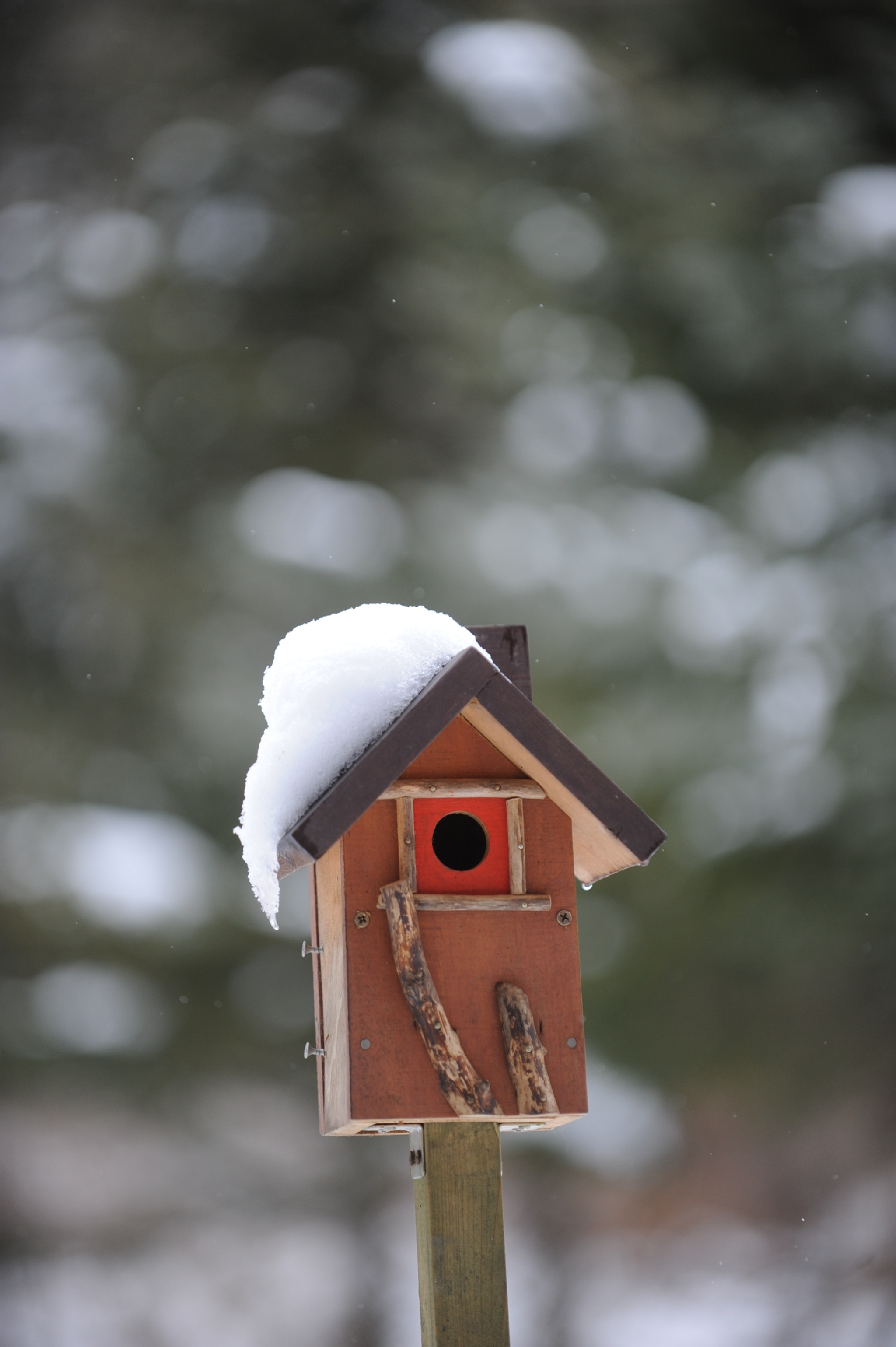 Nikon D3 sample photo. Snow in nest of birds photography