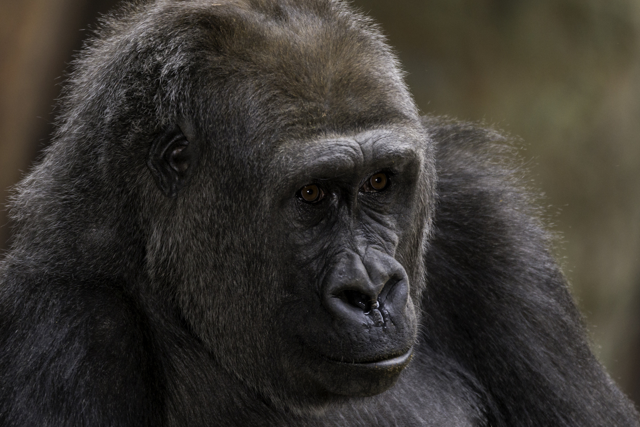 150-600mm F5-6.2 OSS sample photo. Josephine - western lowland gorilla photography