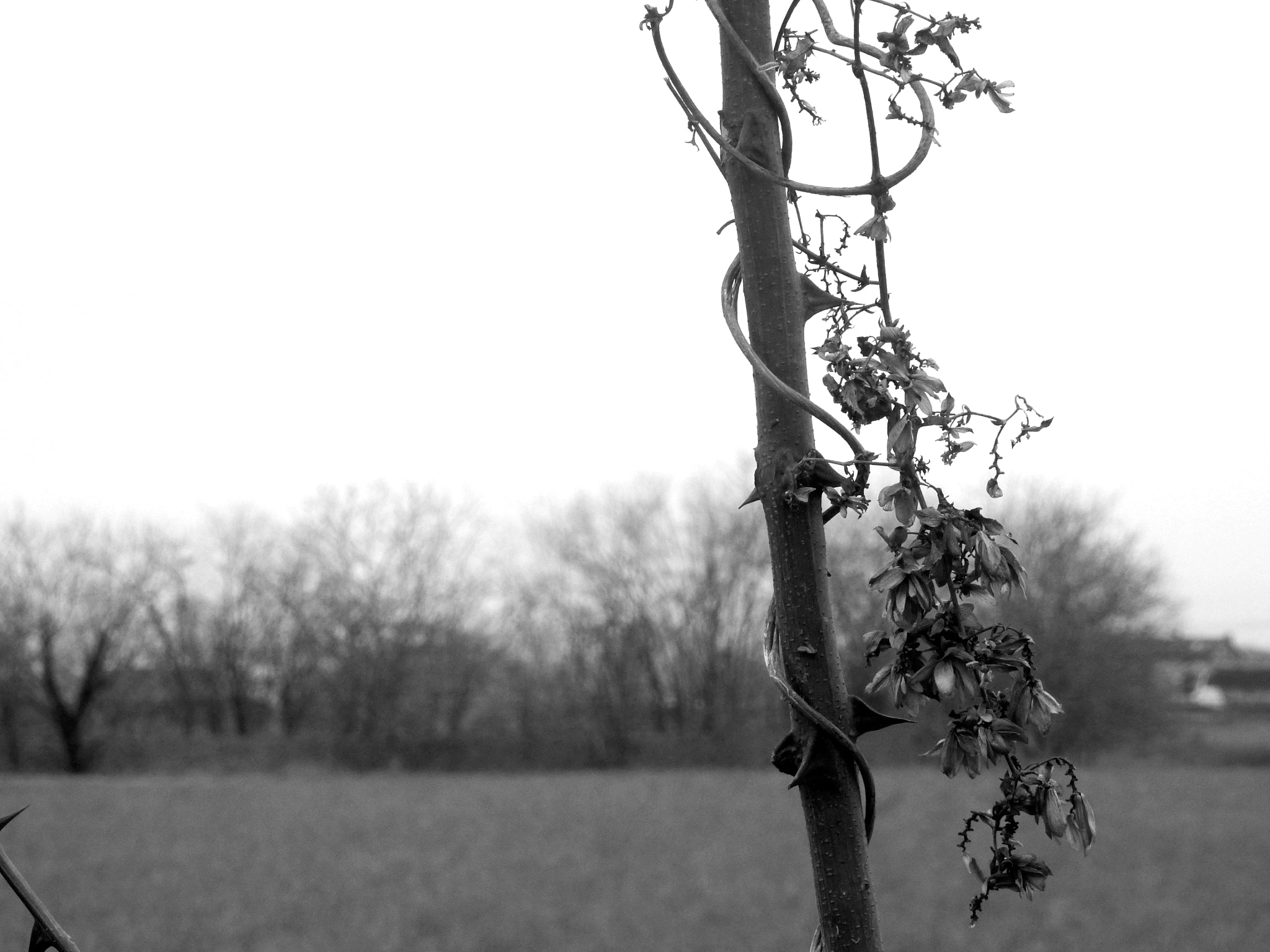 Nikon Coolpix S9700 sample photo. Thorns photography