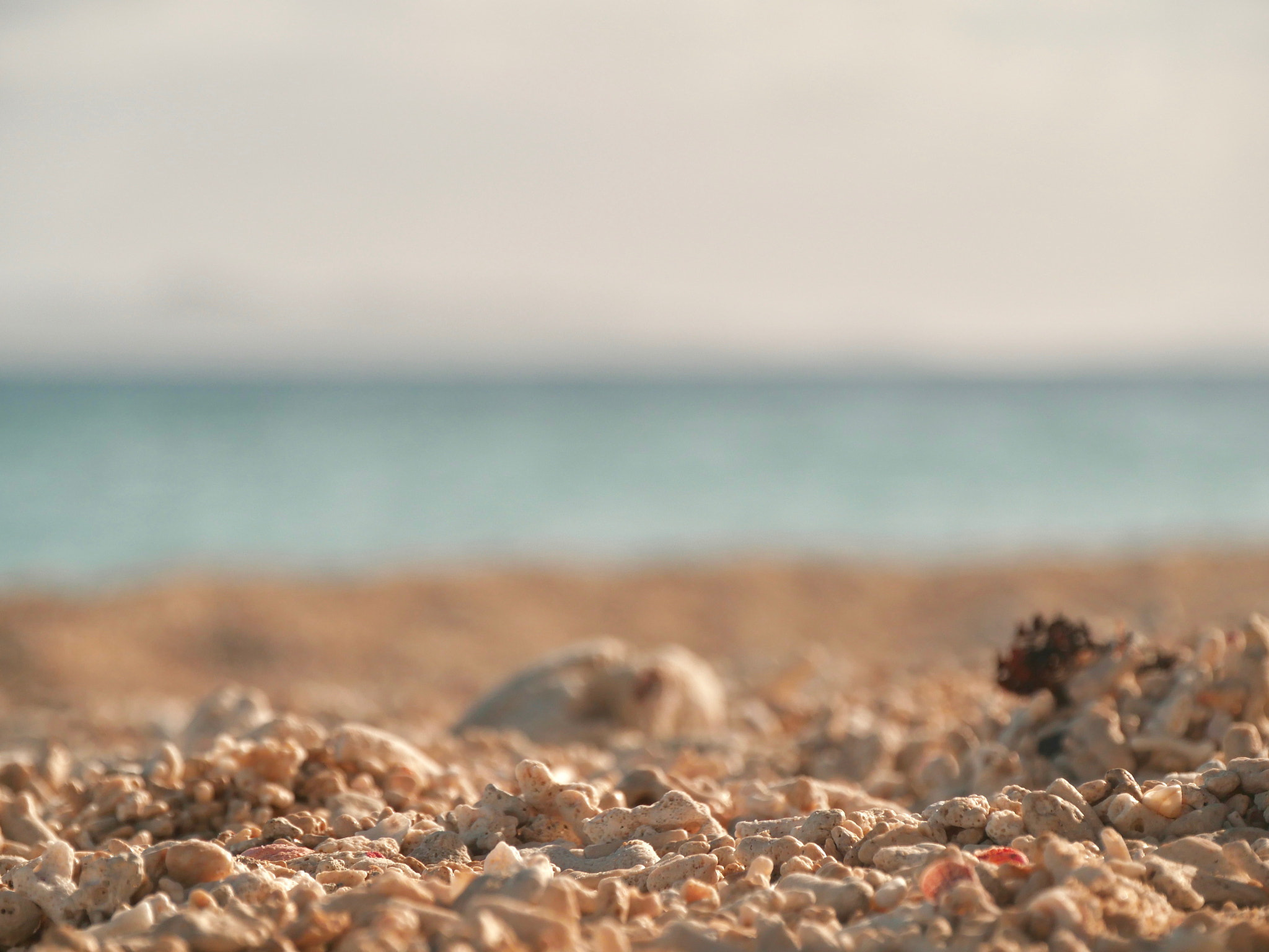 Panasonic Lumix DMC-GH4 sample photo. Macro sand photography