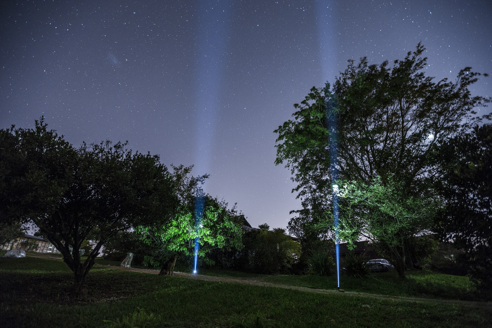 Canon EF 16-35mm F2.8L II USM sample photo. Night dogs photography