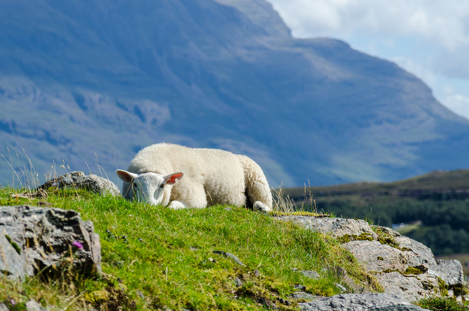 Nikon D7000 + Sigma 18-125mm F3.8-5.6 DC OS HSM sample photo. Relaxed sheep photography