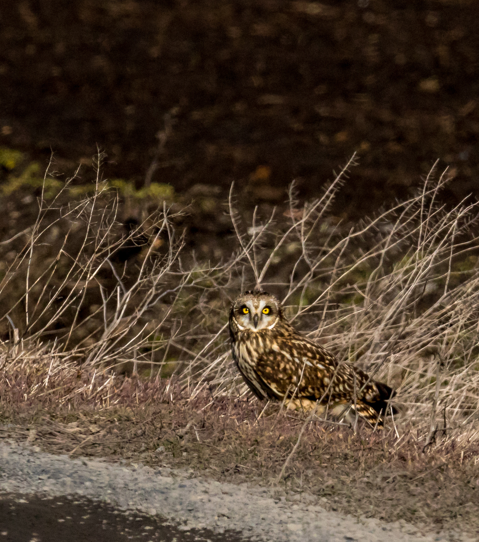 150-600mm F5-6.3 DG OS HSM | Sports 014 sample photo. Short-eared owl photography