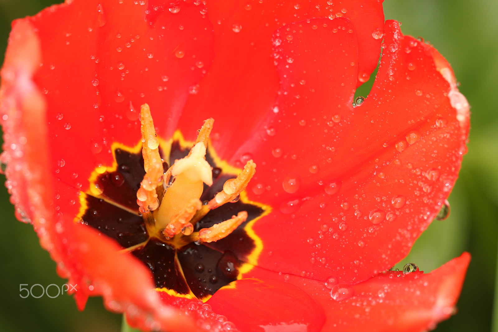 Canon EF 100mm F2.8L Macro IS USM sample photo. Red 9940 photography