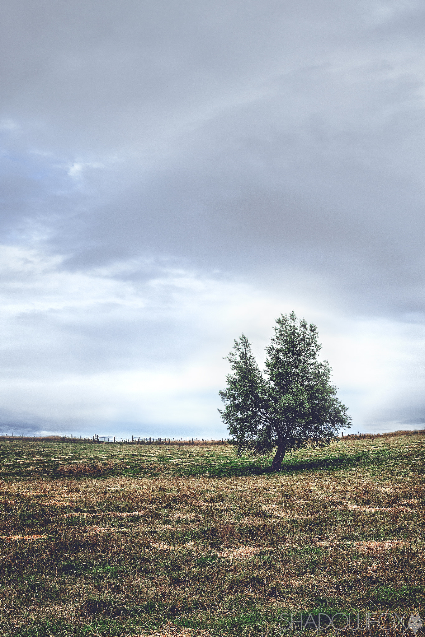 Sigma 10-20mm F3.5 EX DC HSM sample photo. Paddock tree photography