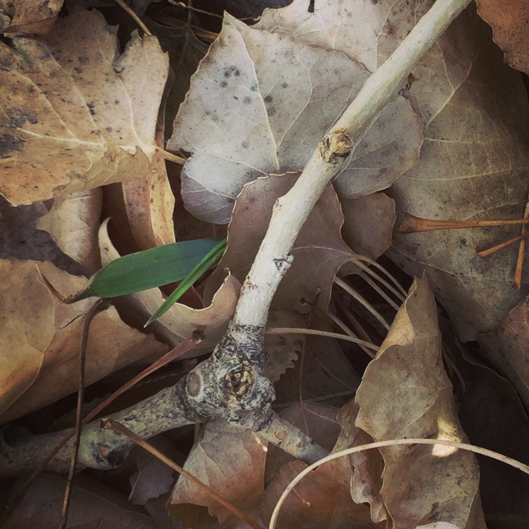 Apple iPad5,3 sample photo. New growth! photography