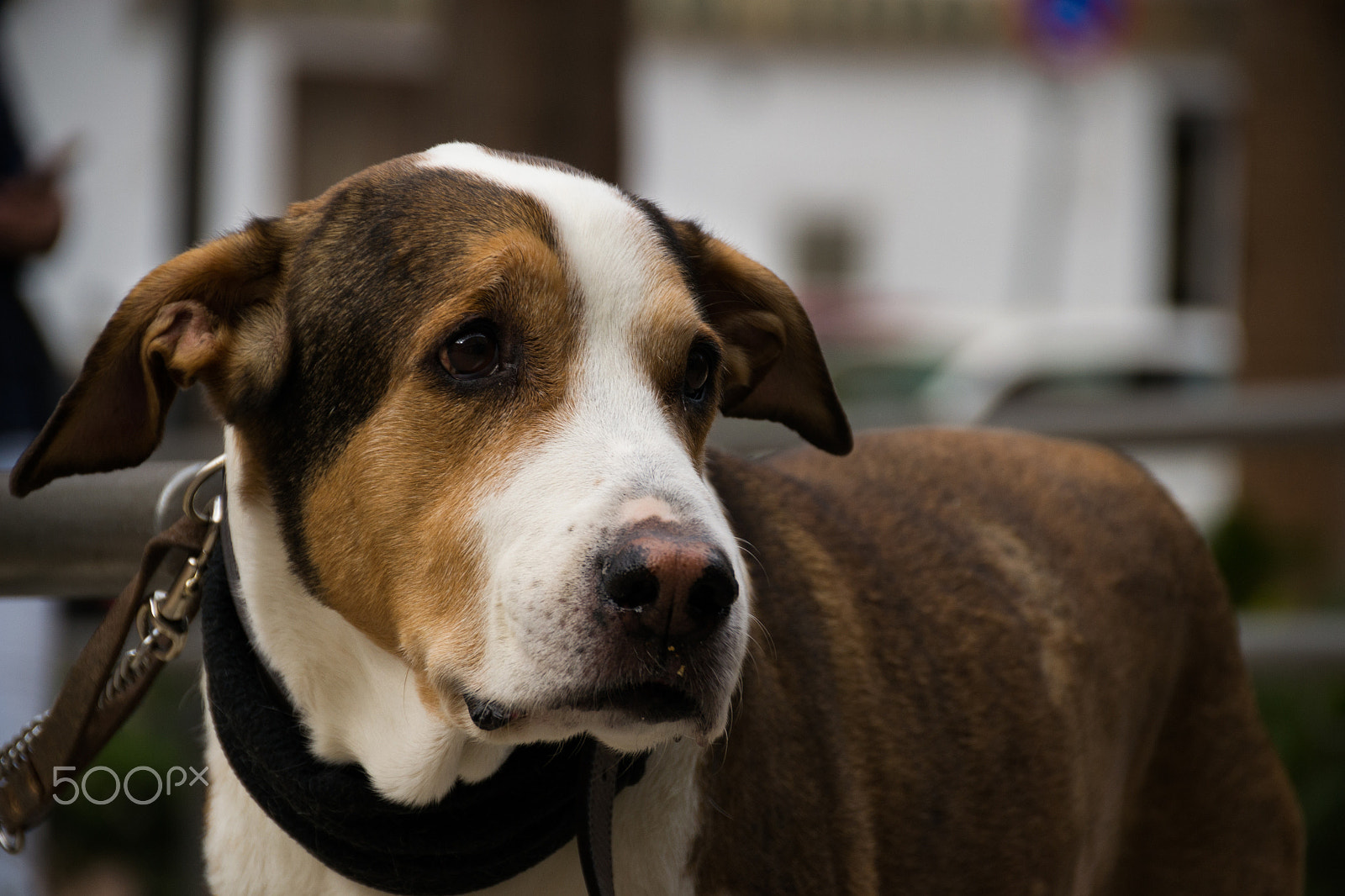 Sigma 18-200mm F3.5-6.3 II DC OS HSM sample photo. Dog photography