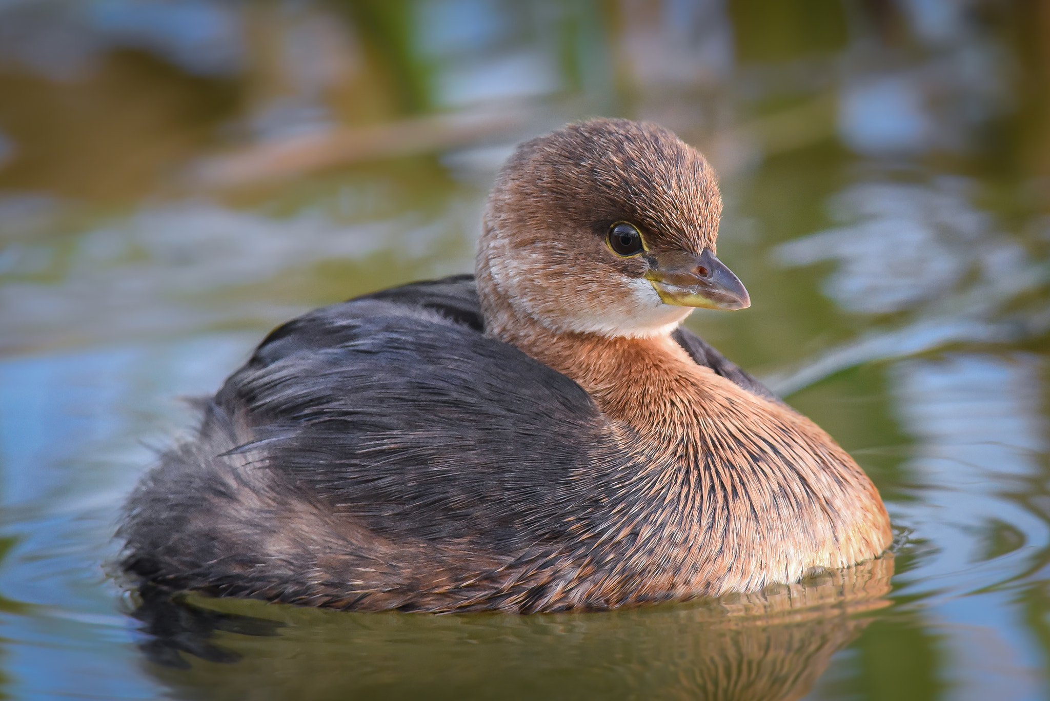 Nikon AF-S Nikkor 300mm F2.8G ED-IF VR sample photo. Pied-billed grebe photography