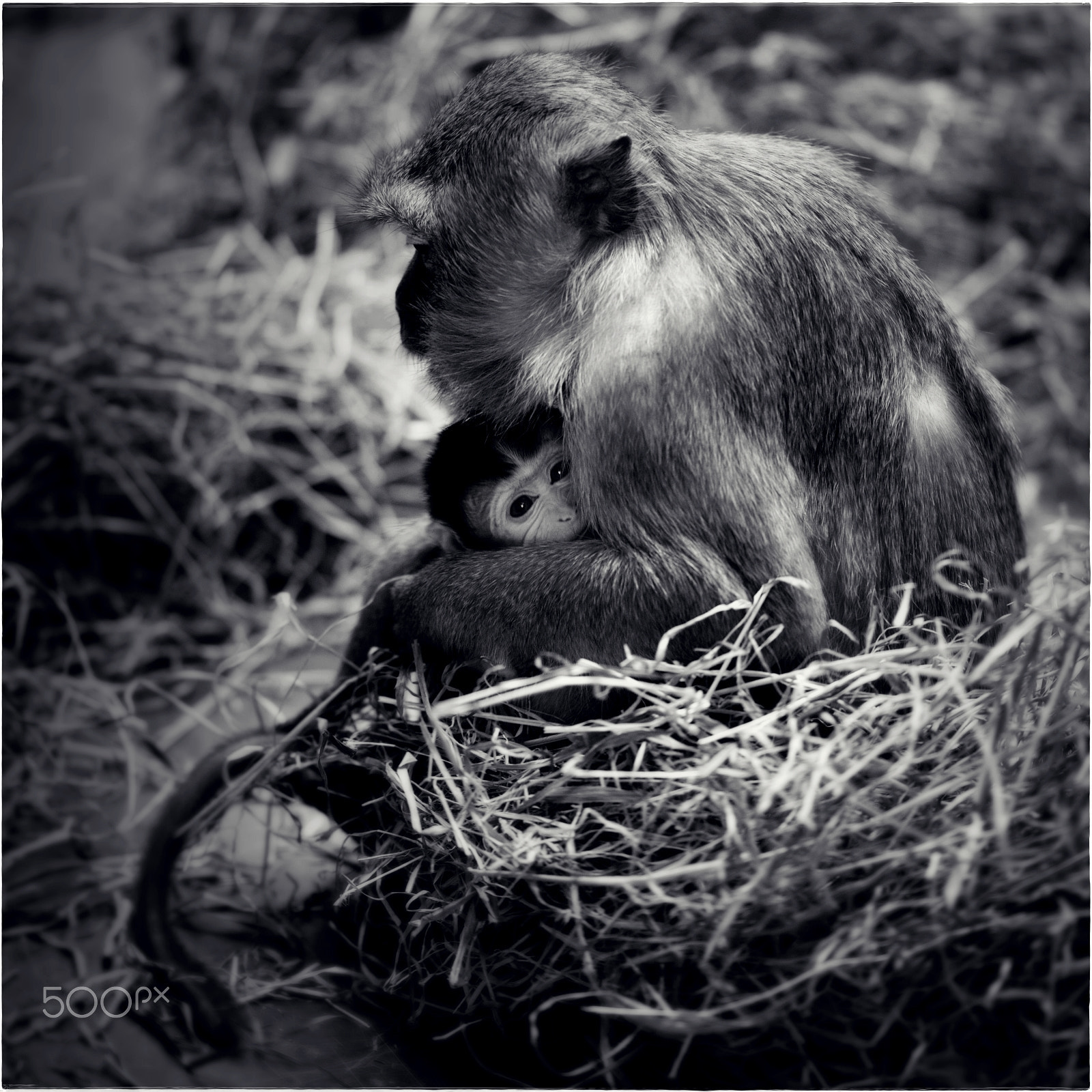 Nikon D600 + 105mm F2.8 sample photo. Monkey baby no.3 photography