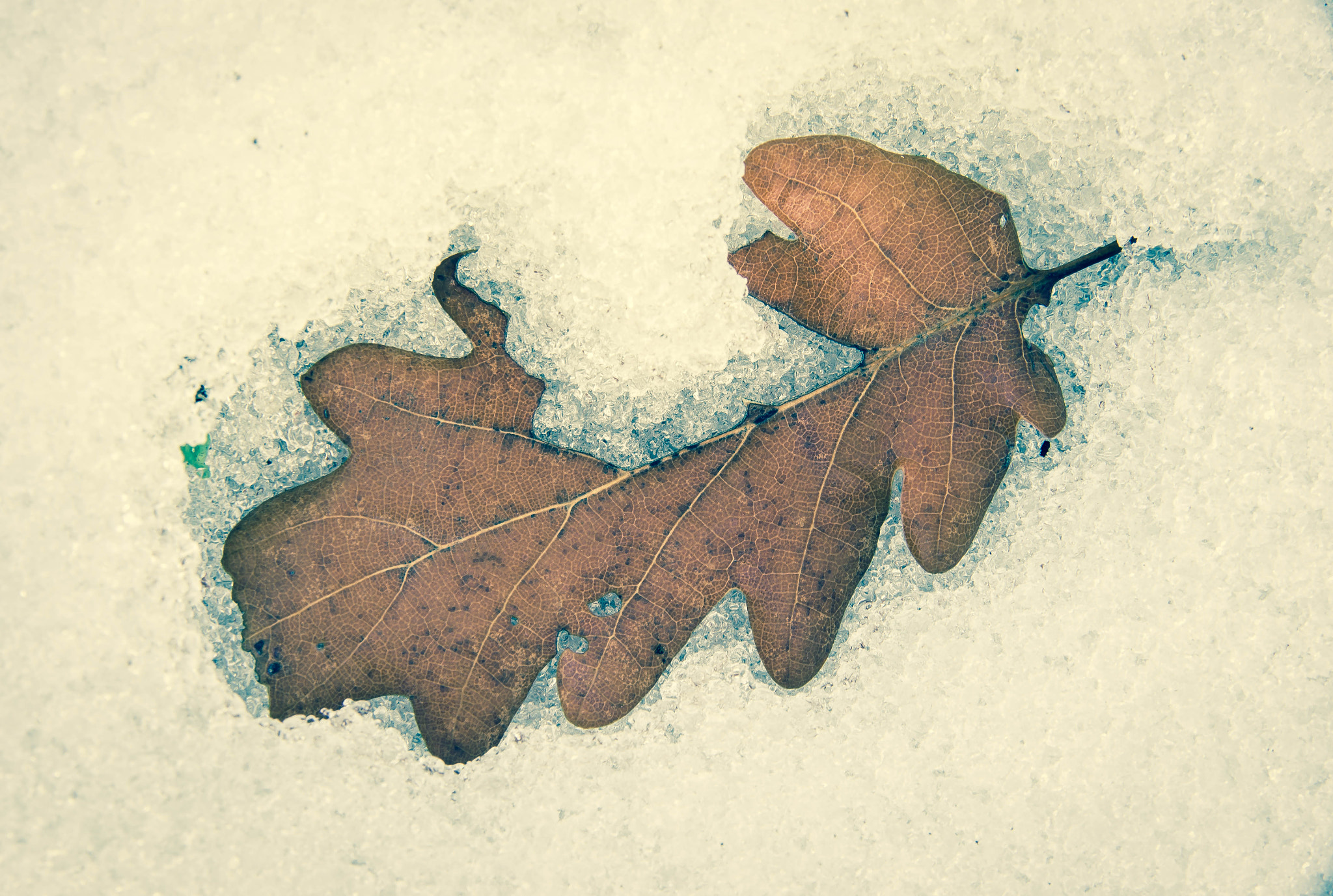 Pentax K-5 sample photo. Winter leaf photography