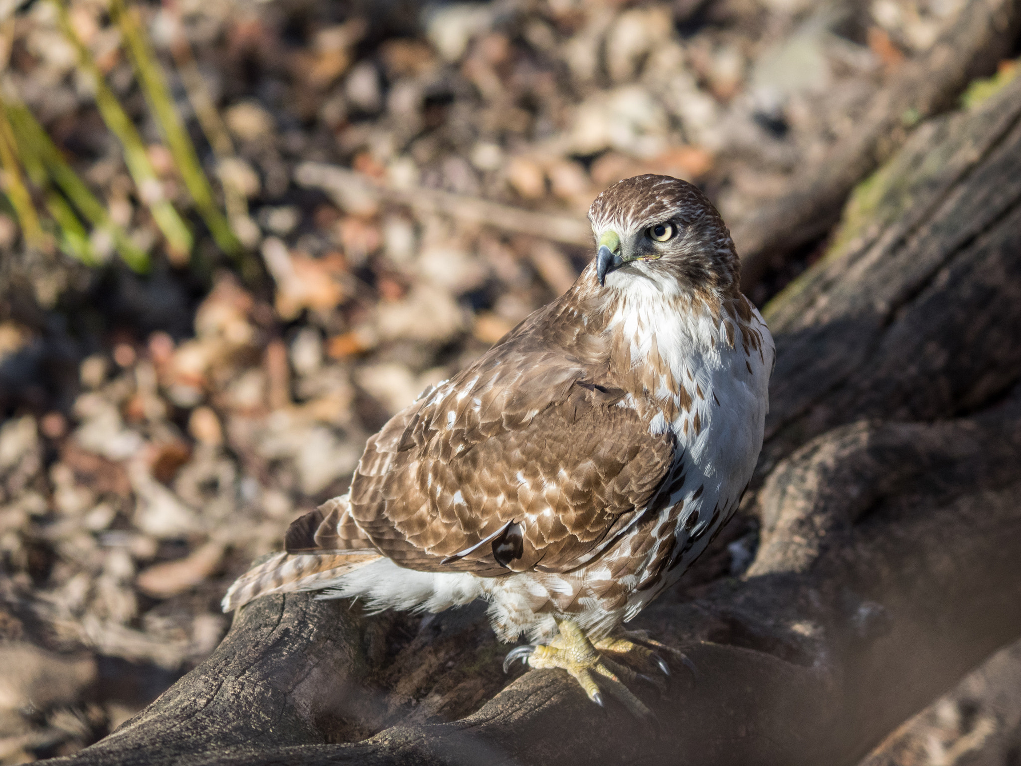 Olympus Zuiko Digital ED 150mm F2.0 sample photo. Red tail hawk photography