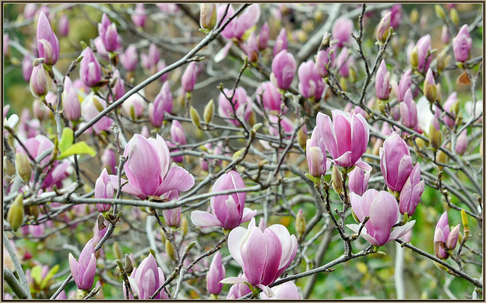 Nikon D750 sample photo. Classic purple magnolias photography