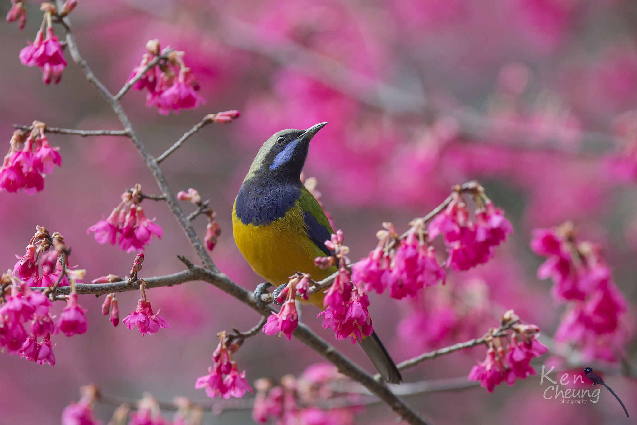 Canon EF 300mm F2.8L IS USM sample photo. Chloropsis hardwickii photography