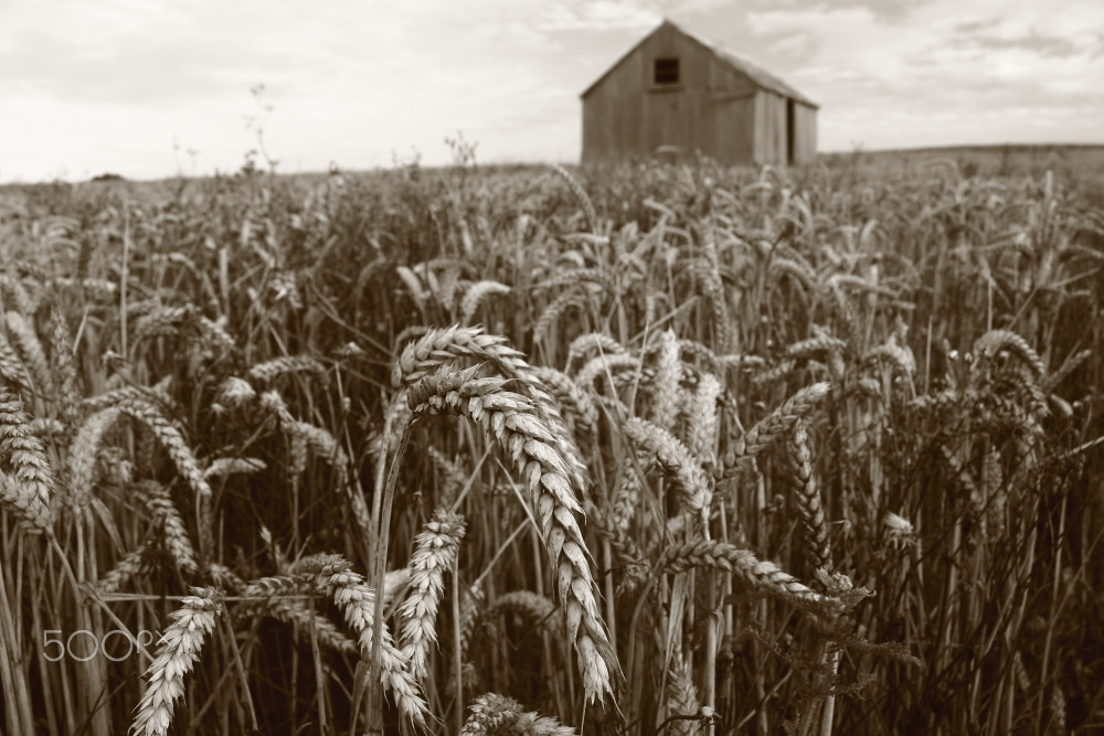 Canon EOS 60D sample photo. Harvest time photography