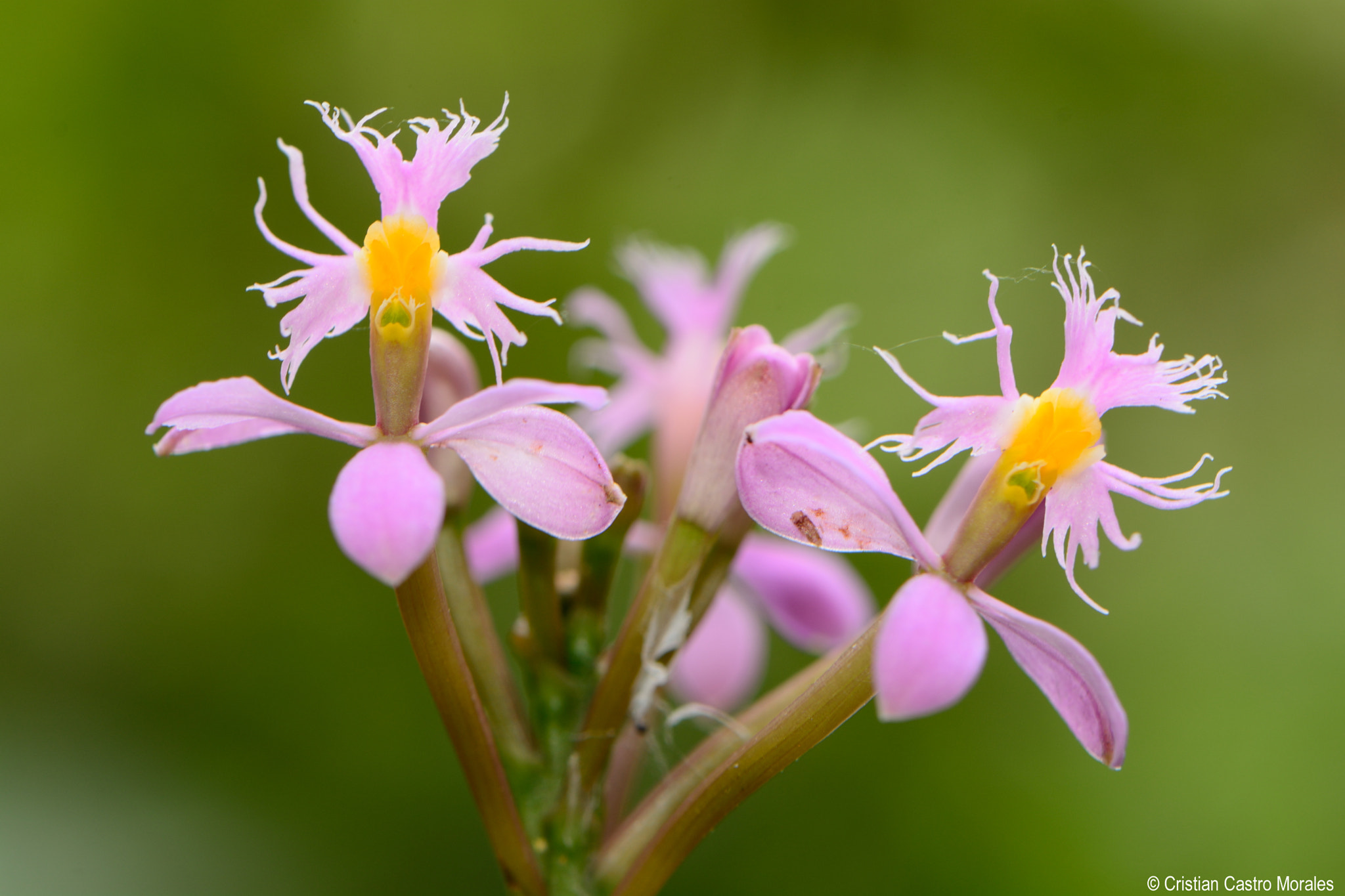 Nikon AF-S DX Micro-Nikkor 85mm F3.5G ED VR sample photo. The spider-like lip epidendrum photography